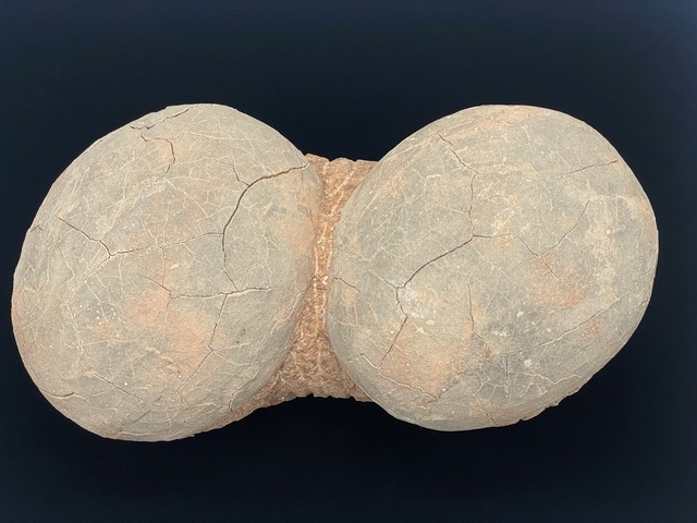 恐竜の卵の化石（レプリカ）