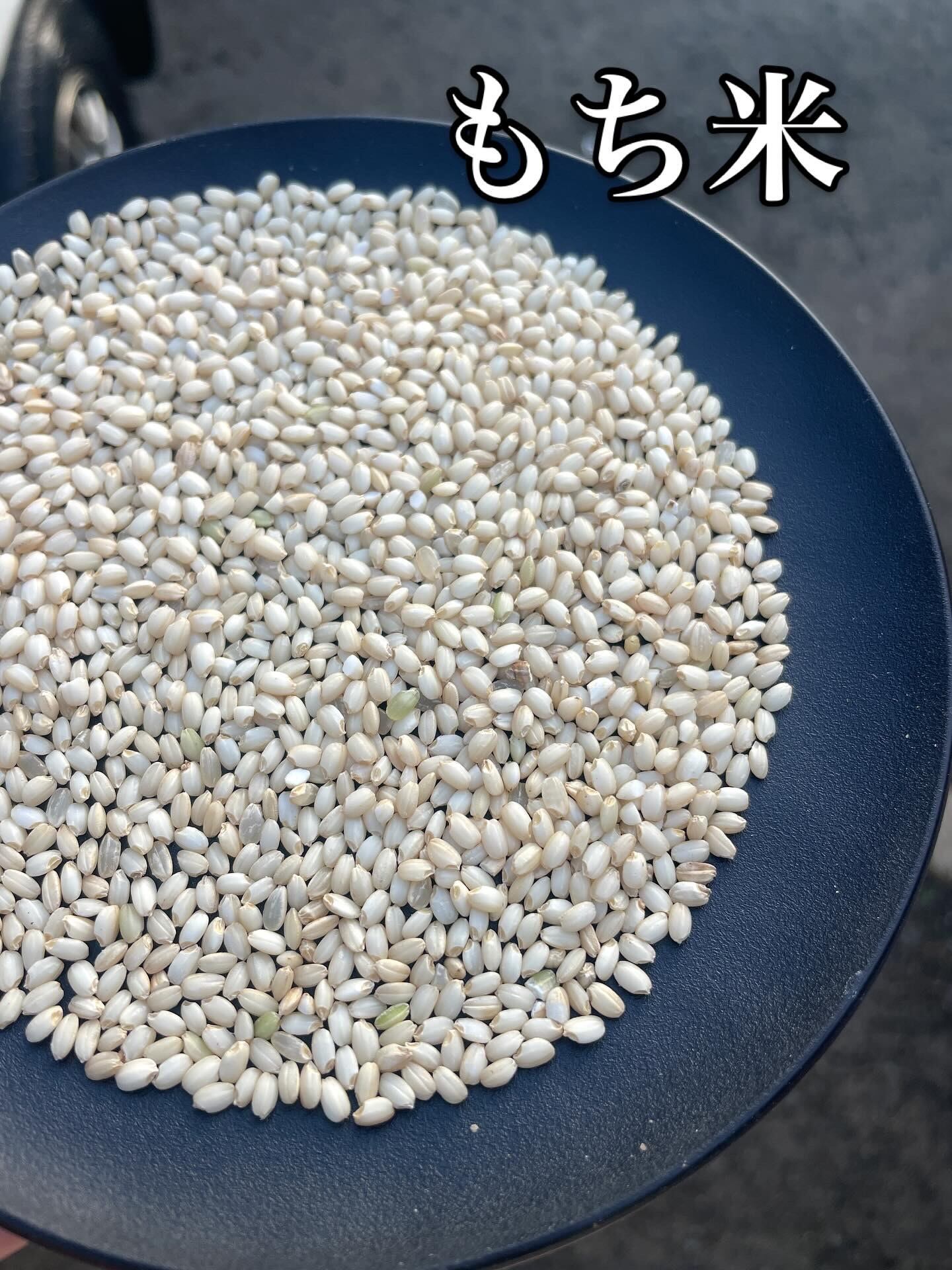 もち米（品種：こがねもち）30kg （玄米or白米）令和7年度産 | 大泉
