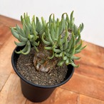 Tylecodon pearsonii【チレコドン・ペアルソニー・実生】