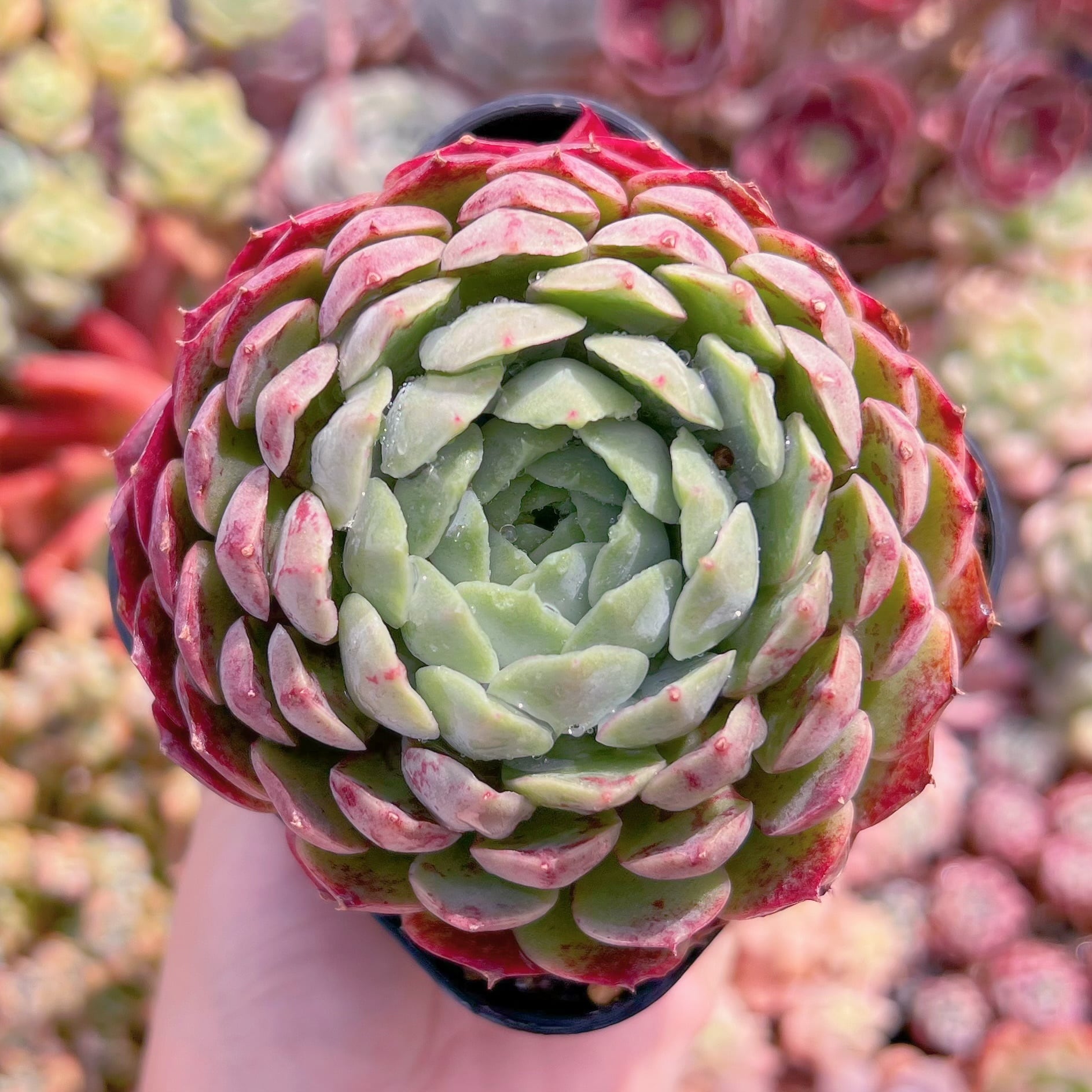 現品　朱砂痣#835　るる農園