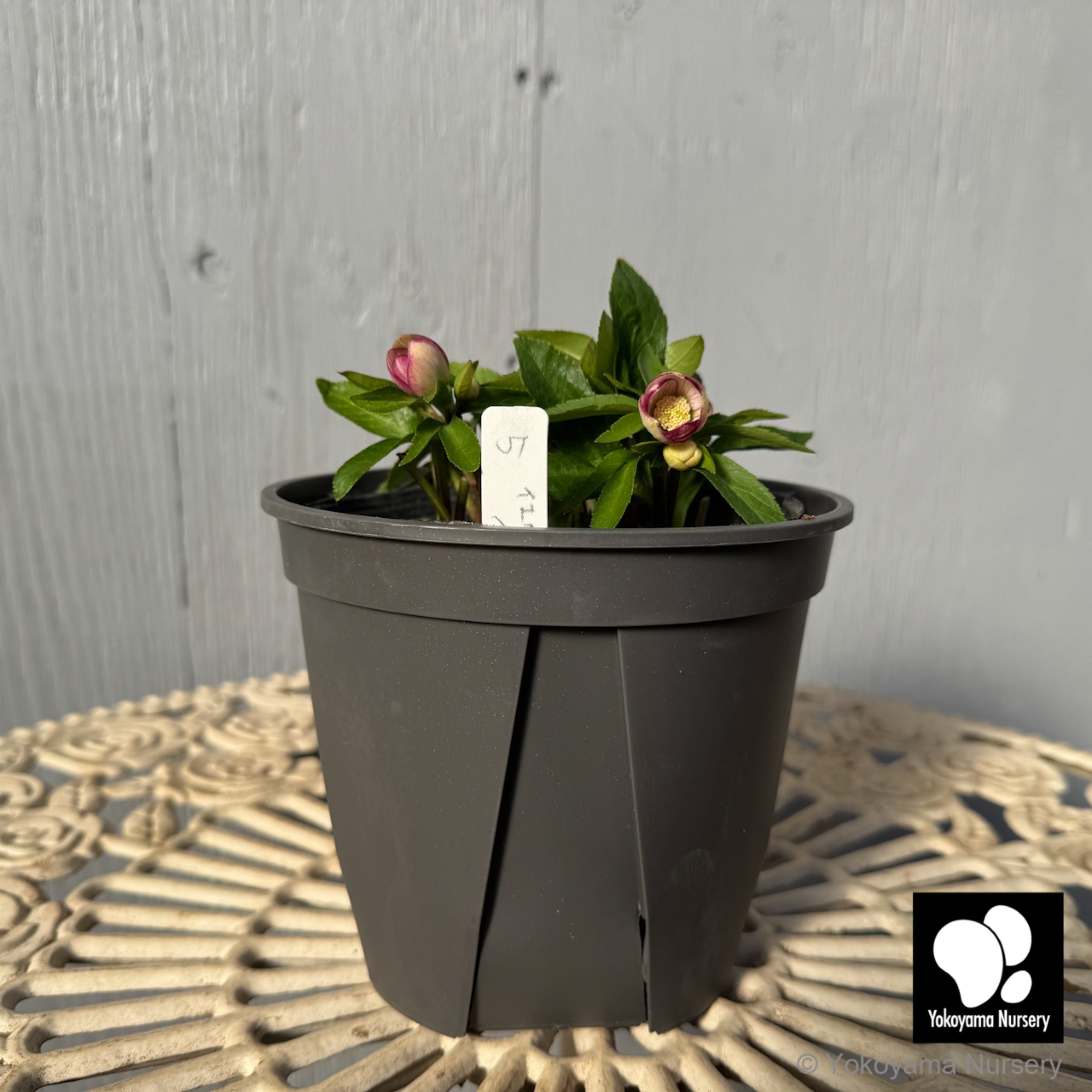 抽選販売】［5］ クリスマスローズ ベビードール イエロー ピコティー