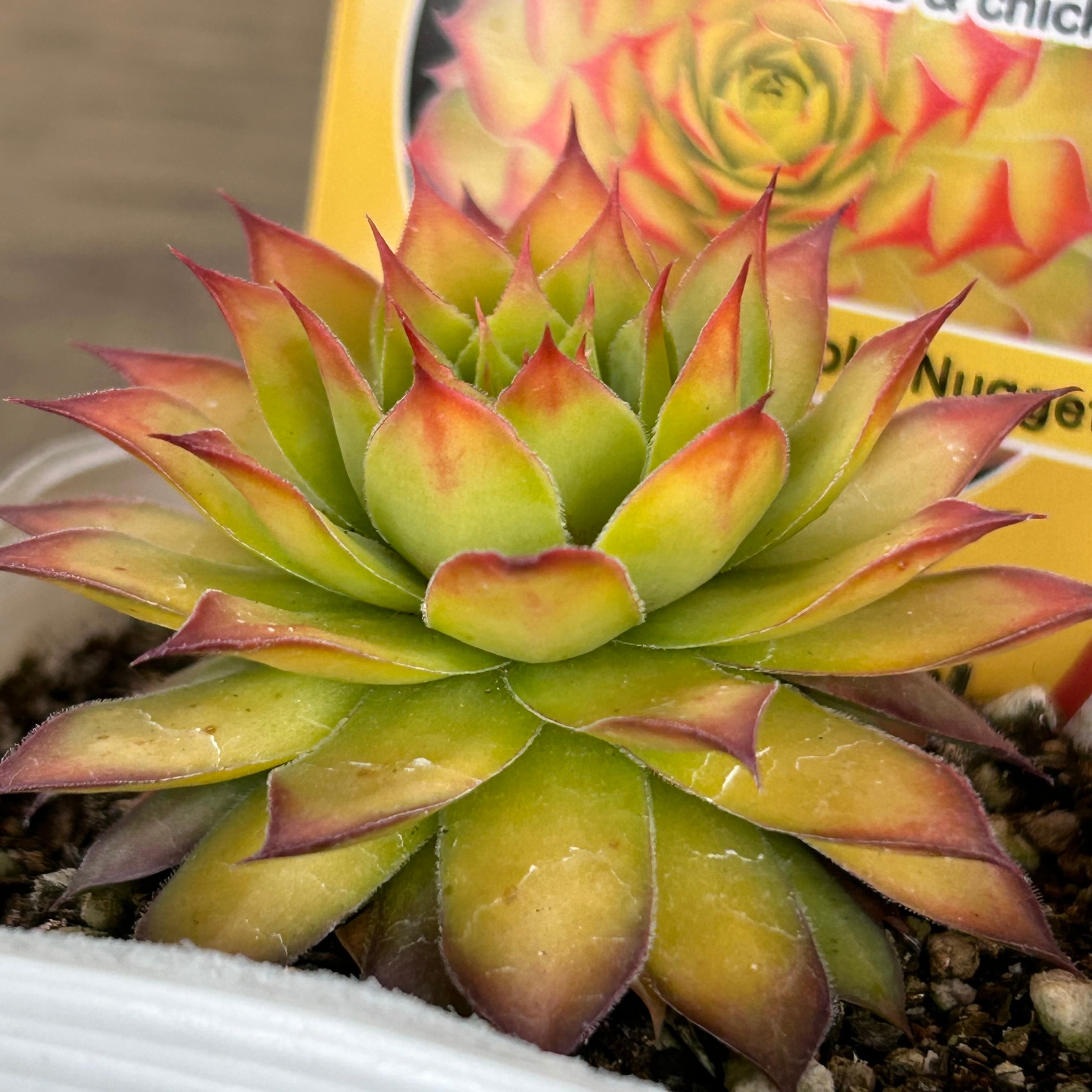 ゴールドナゲット | RuPo 多肉植物専門店
