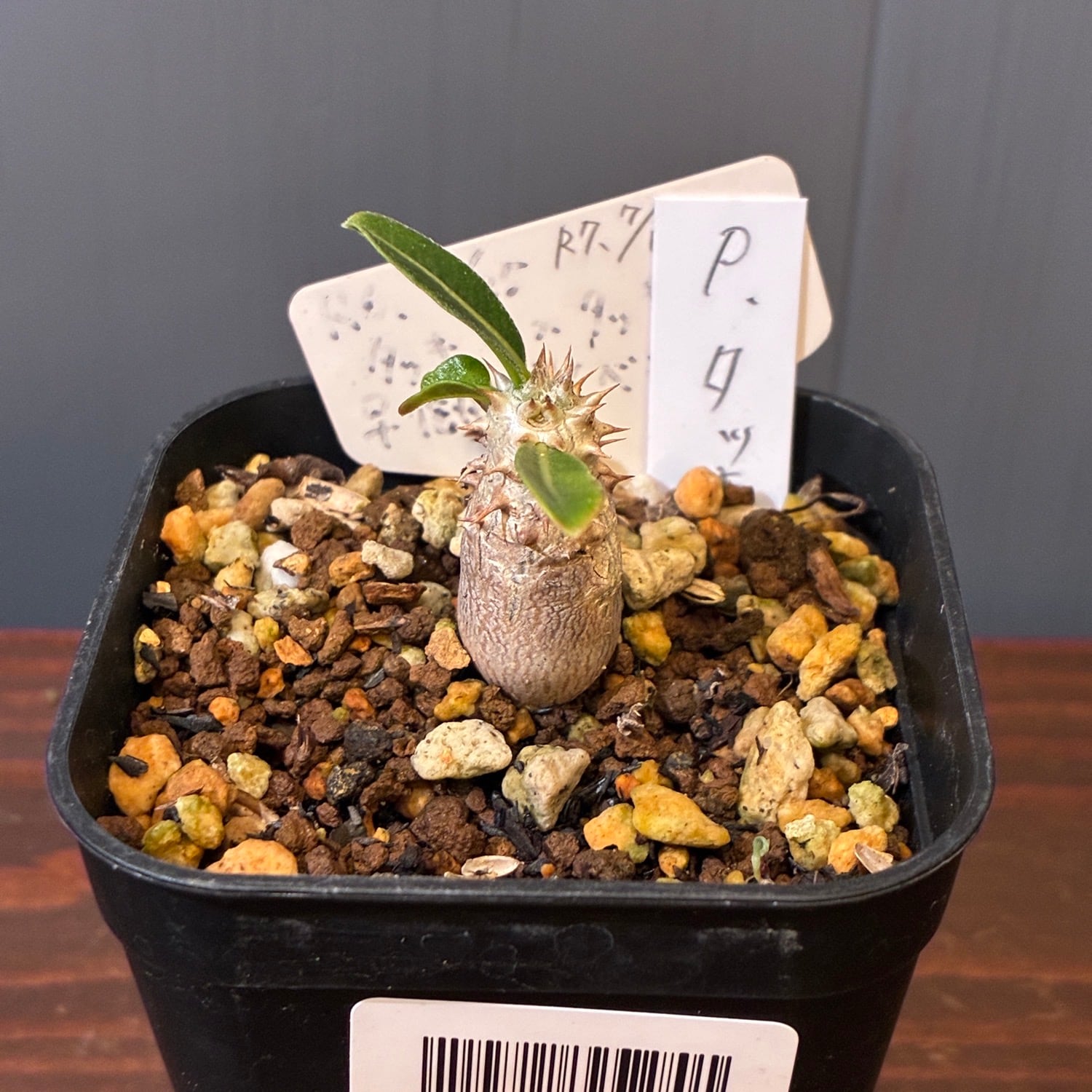 新着3日限定10%OFF】パキポディウム タッキー【1171】 | PROTOLEAF