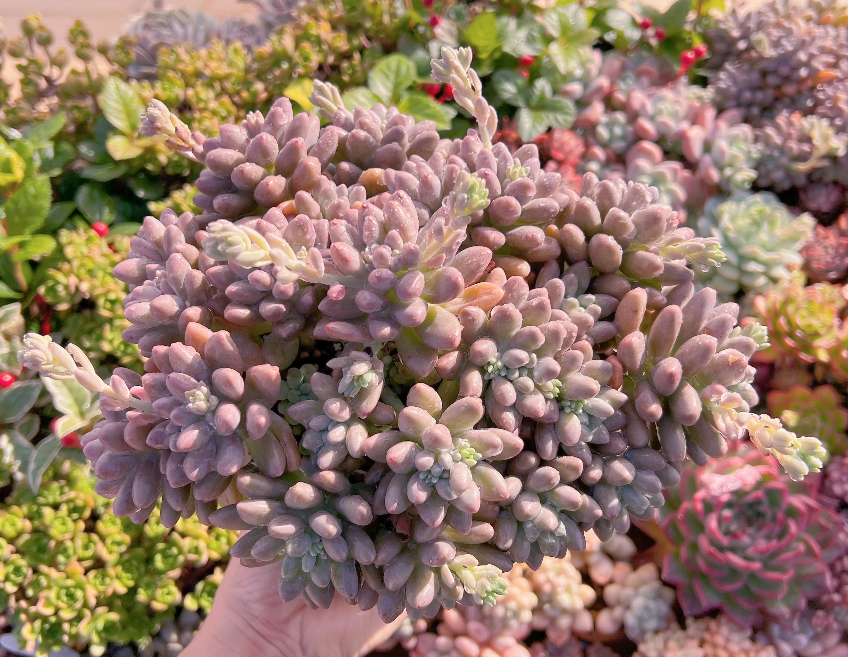 現品　エクスパトリマータxクレムネリア#A12   特特大群生30cm　るる農園