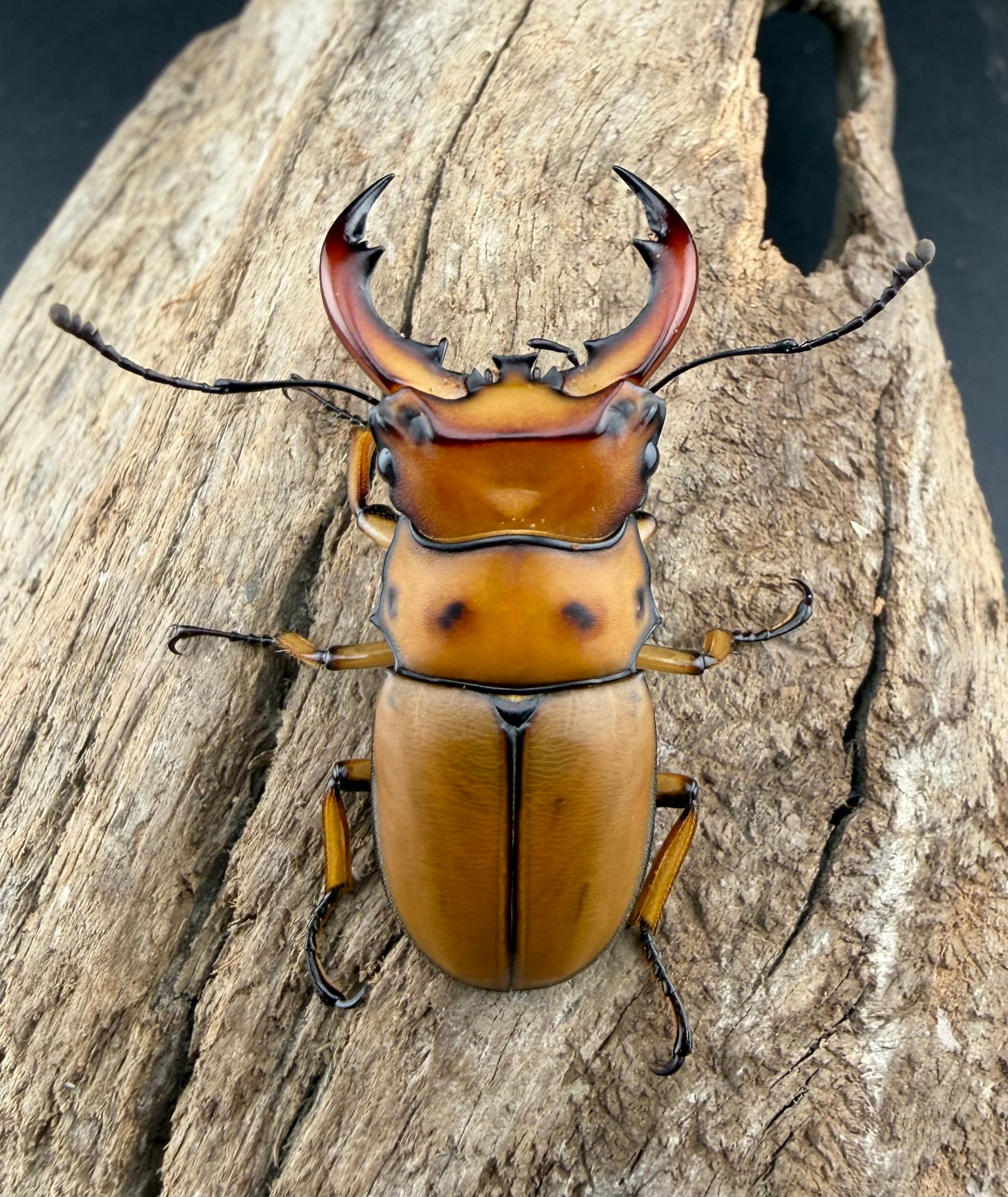 WF1】《グラディアトールメンガタクワガタ 43.5mm ペア》 | KPW公式