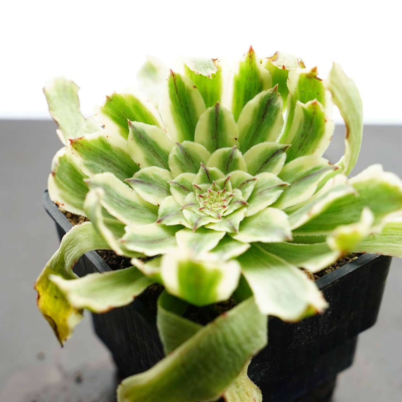 抜き苗 アエオニウム アリエル Aeonium 'Ariel'