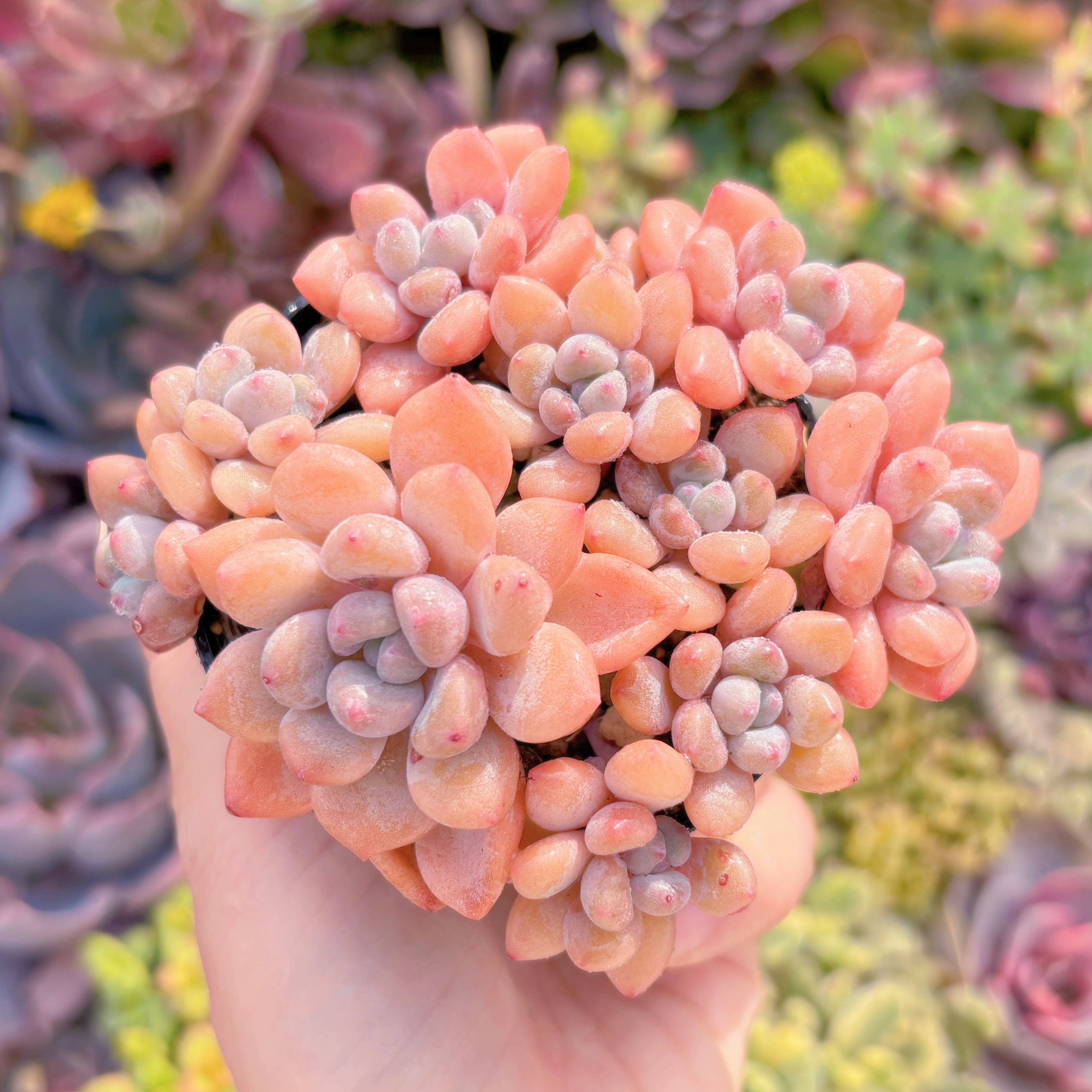 現品　ラブリーベア#M015　群生　るる農園