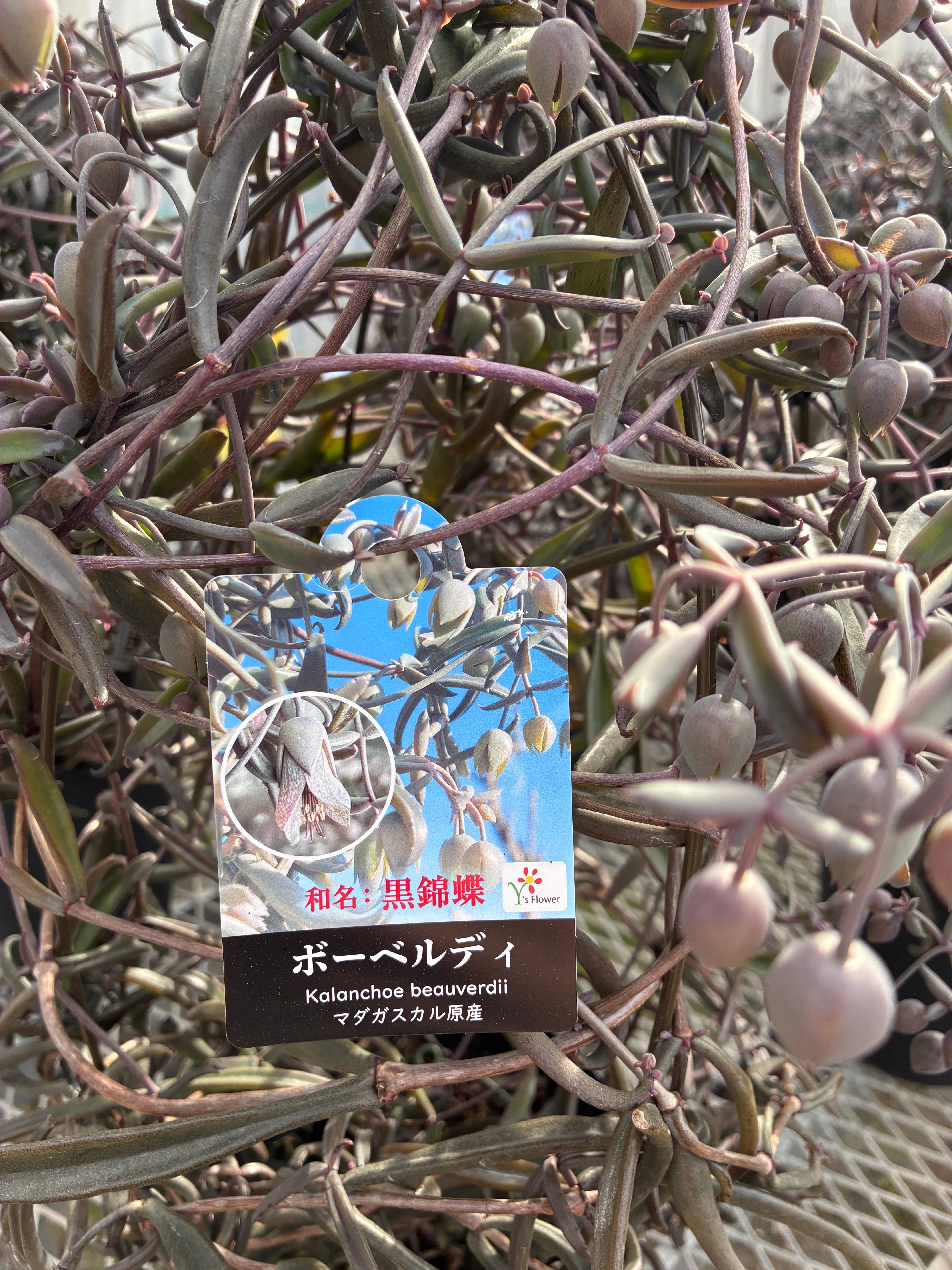 希少品種】カランコエ黒錦蝶6寸 | flowerbiz