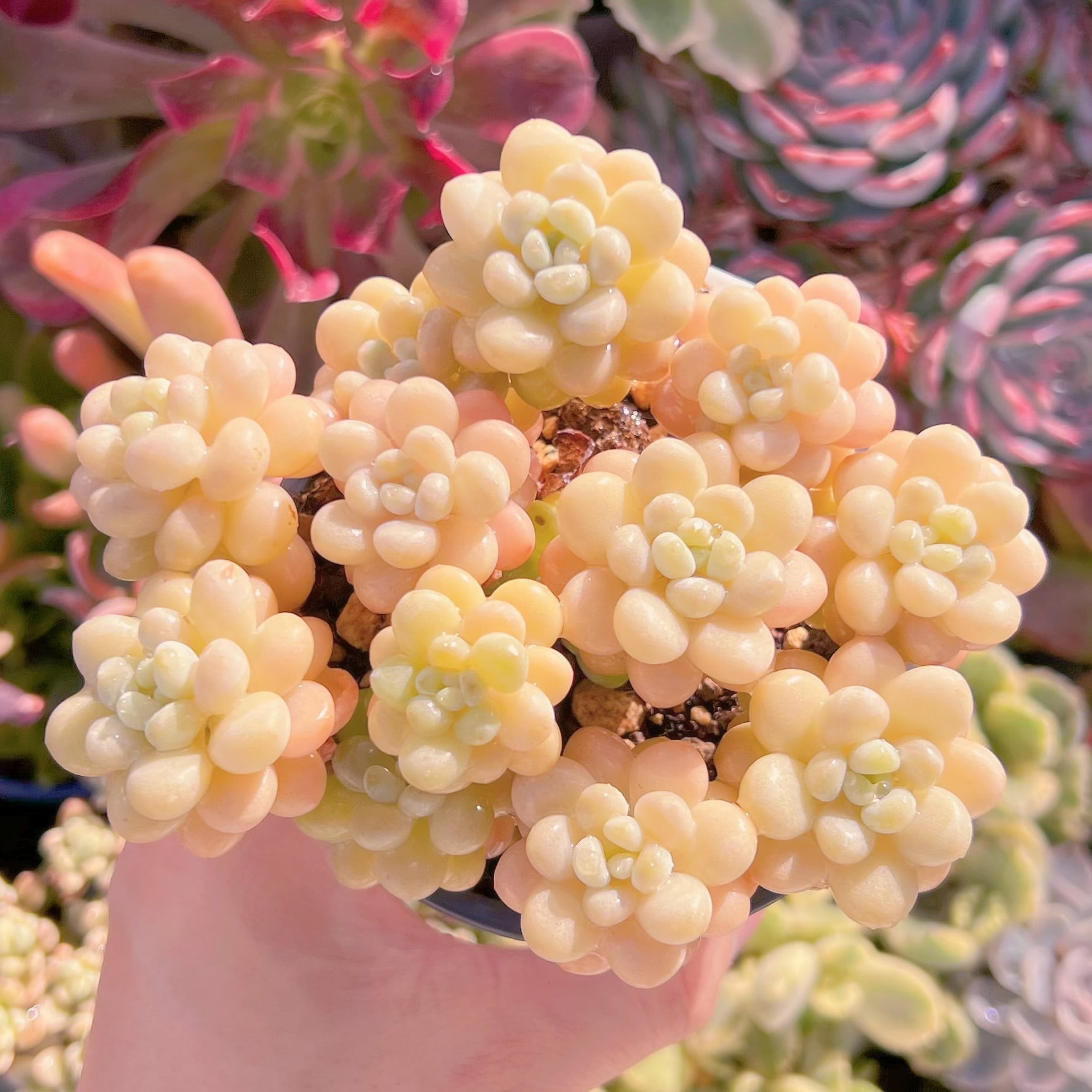 現品　丸葉ストロベリーミルク#210　るる農園