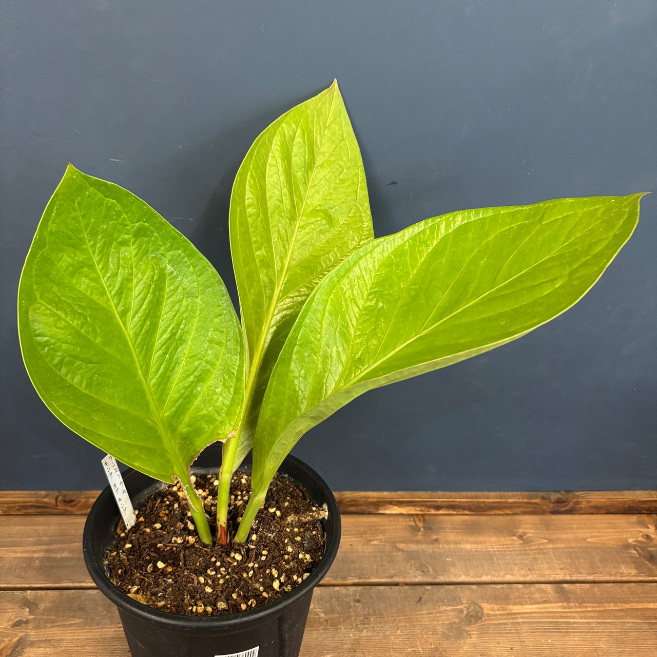 アンスリウム　キングオブキングス【897】