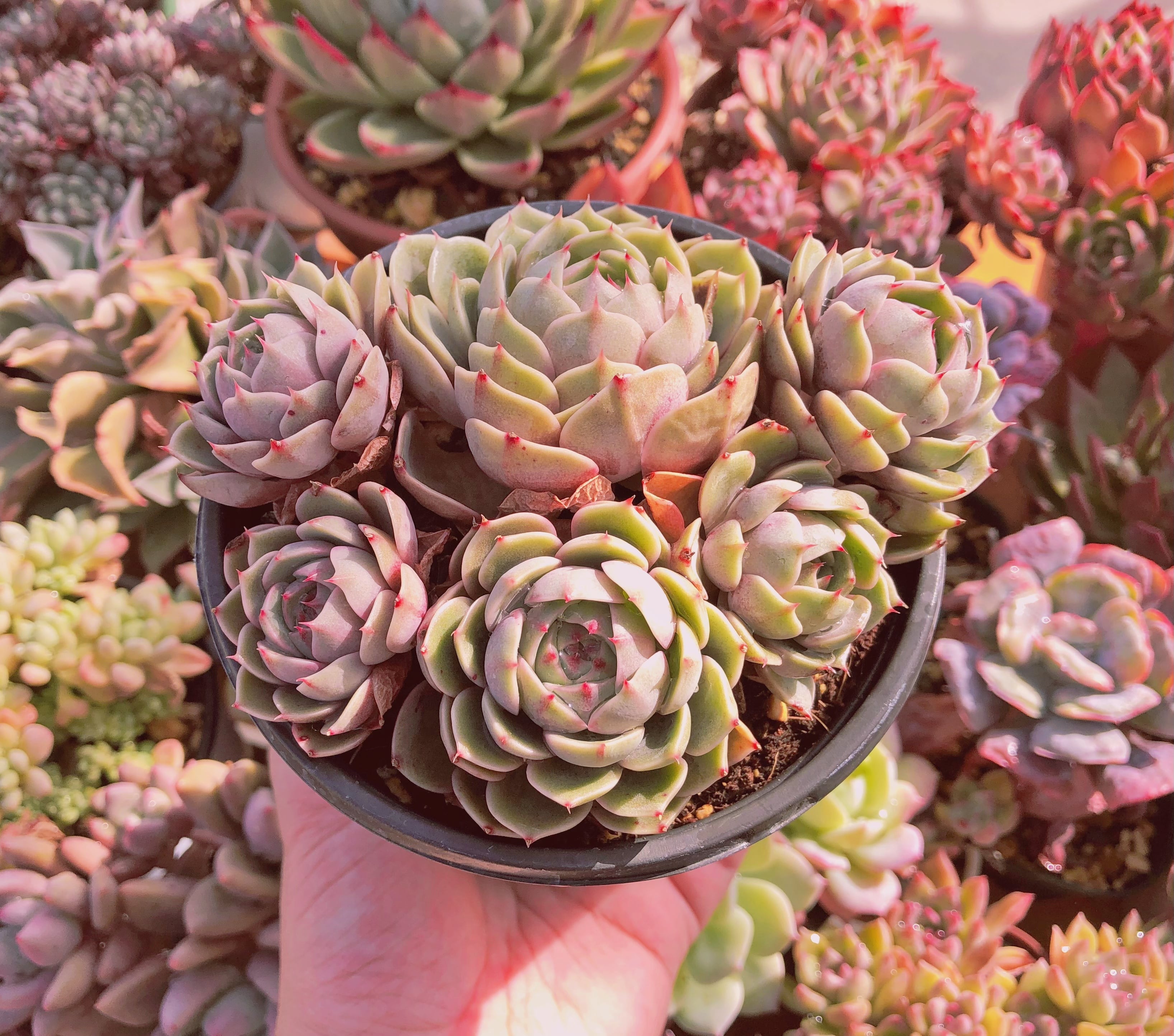 現物 多肉植物 ベンバディス 大群生 抜き苗 | るる農園~多肉植物専門