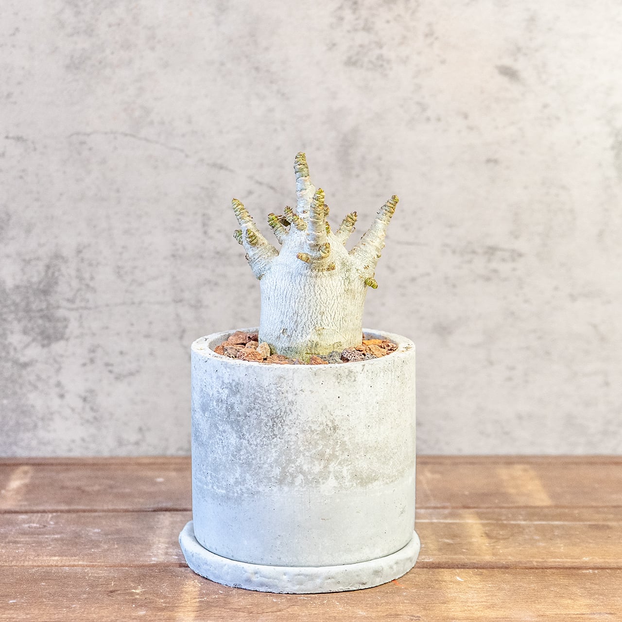 【どっしりとした、低重心の塊根美】アデニウム・アラビカム。一株ごとの厳選仕入れで見つけた、まさに唯一無二の「飾れる芸術品」｜虫発生抑制（全国一律送料850円）