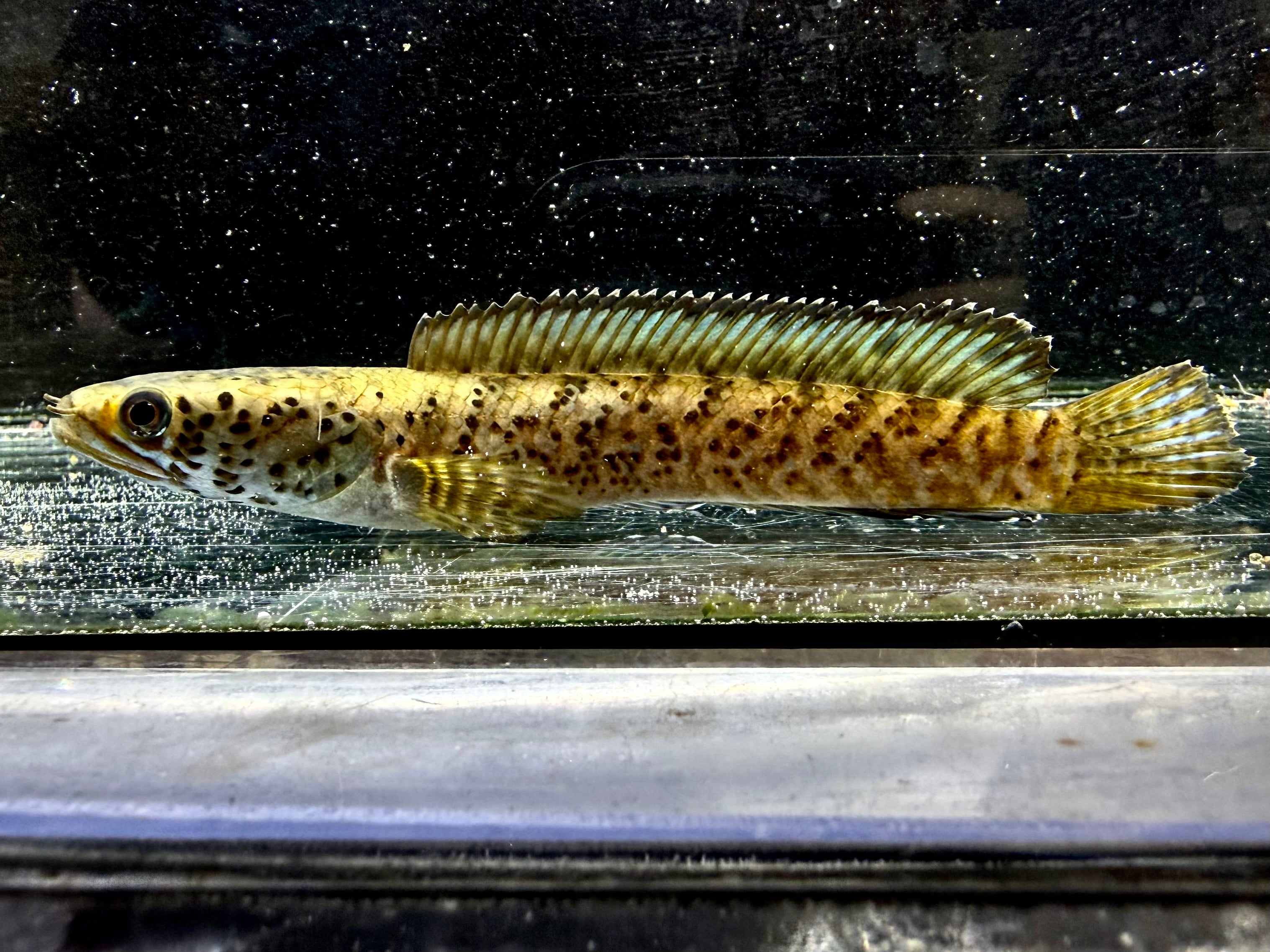 マルリオイデスイエロー イエローマルリオイデス 7〜8cm± | AQUASTYLEG