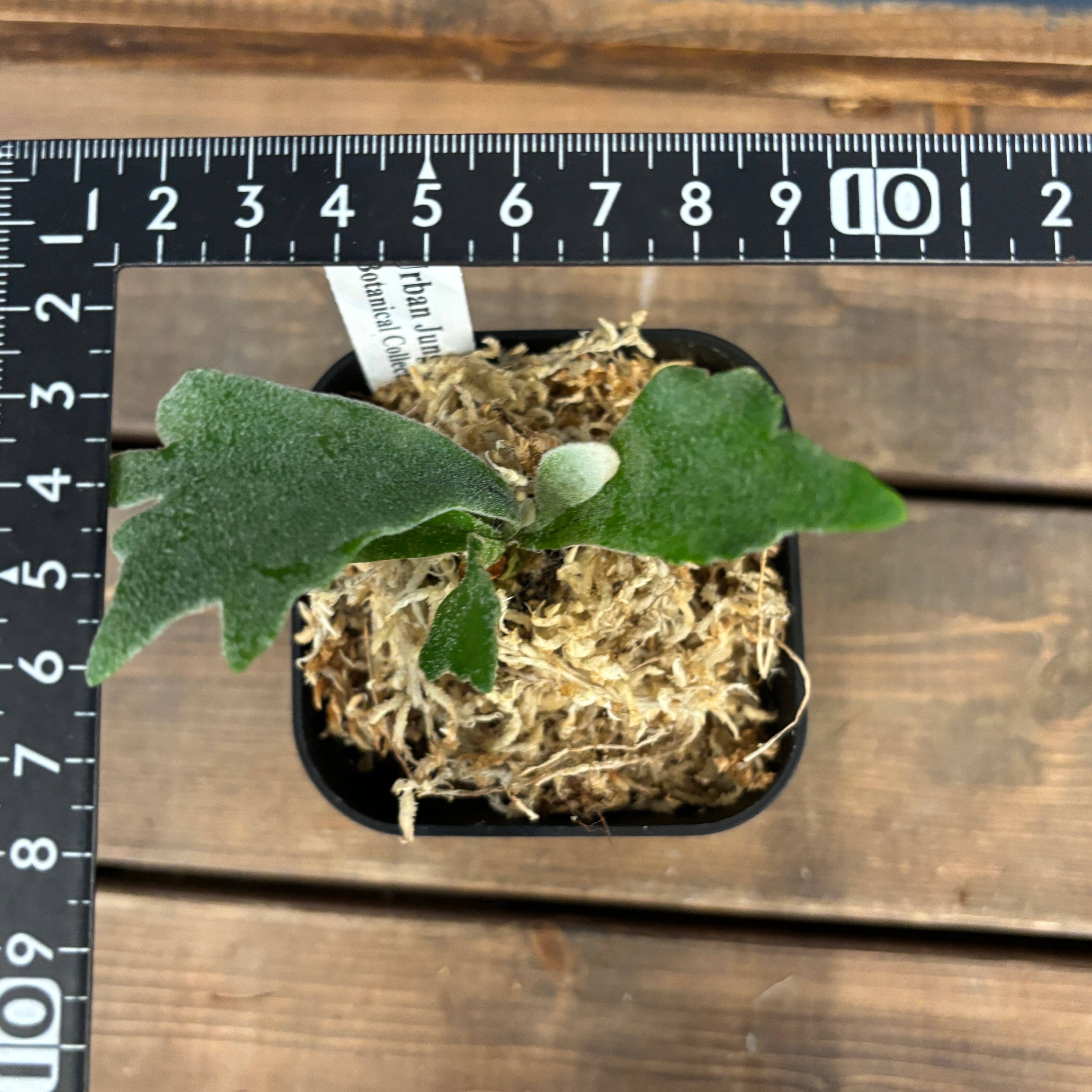 ビカクシダ ウィリンキー 'spur' TC (P.willinckii 'spur' TC