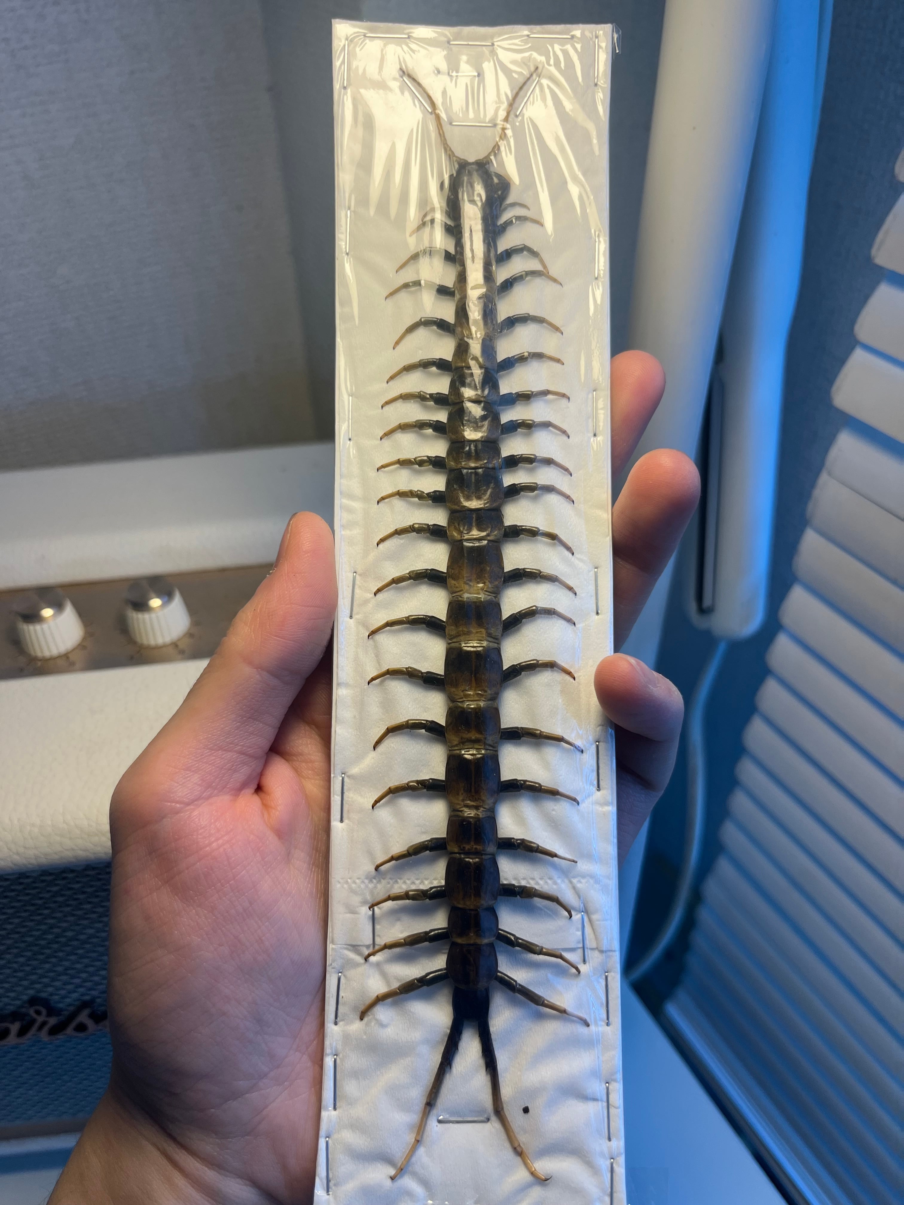 旧大陸 | オモニキチュウ