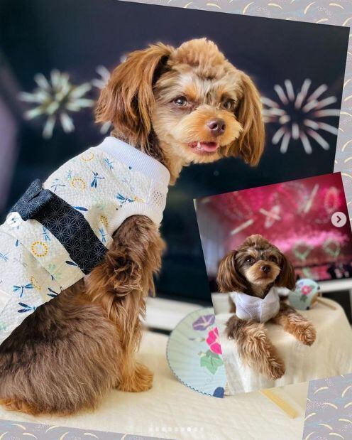 浴衣風ウエア とんぼ柄2 S/M/L サイズ 税込み、犬服*浴衣、浴衣