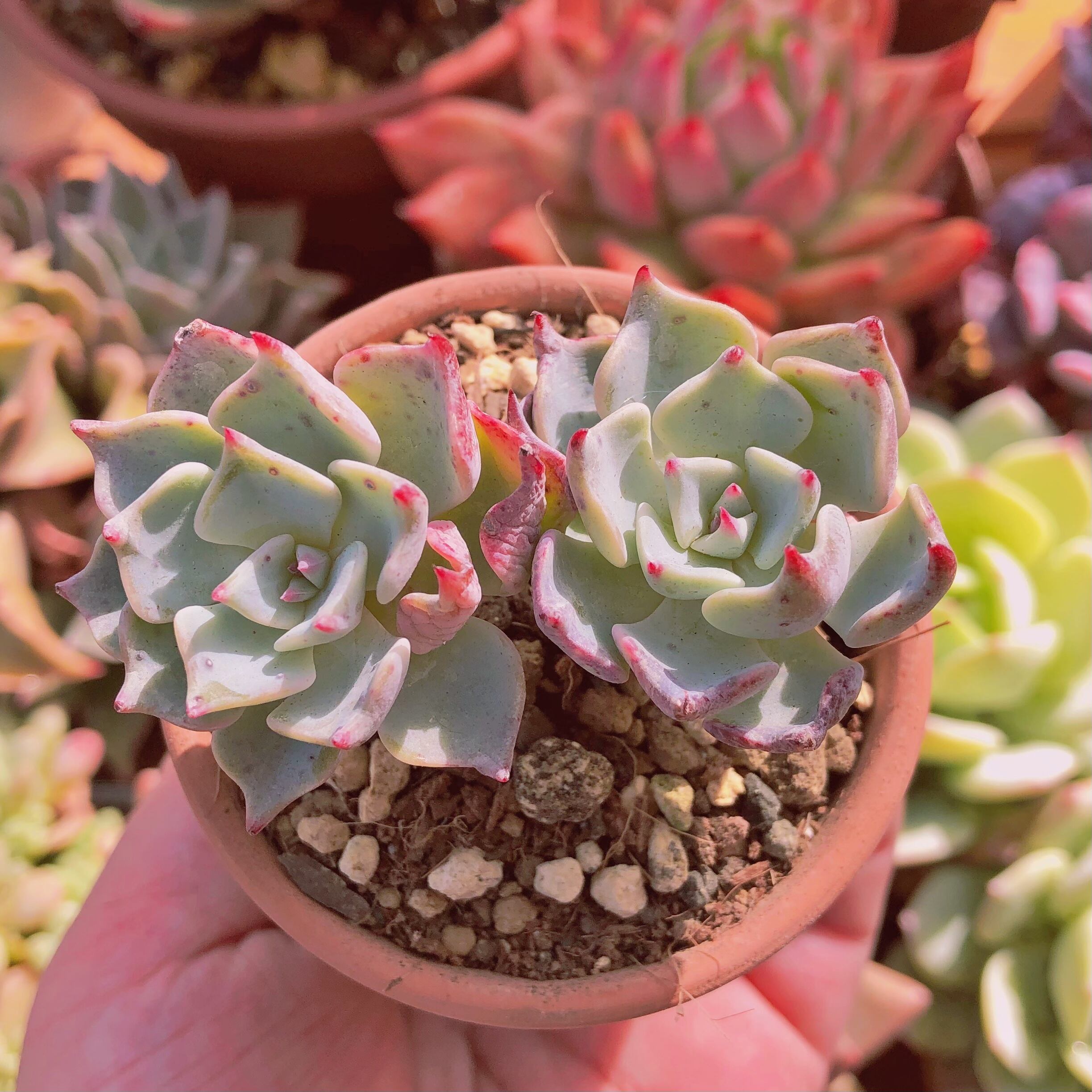 多肉植物　悪魔の翼　群生