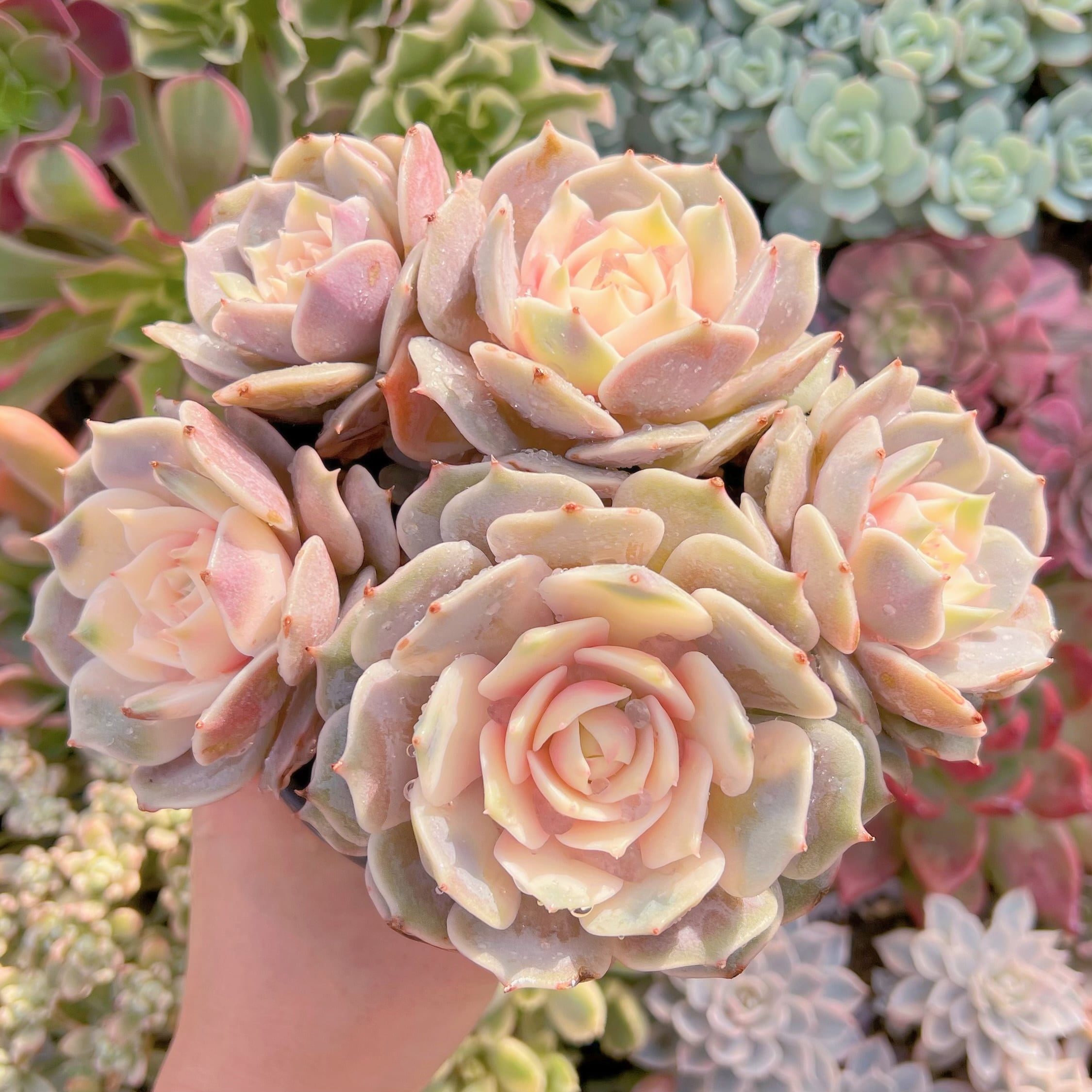 現品　ローラ錦#284　群生　るる農園