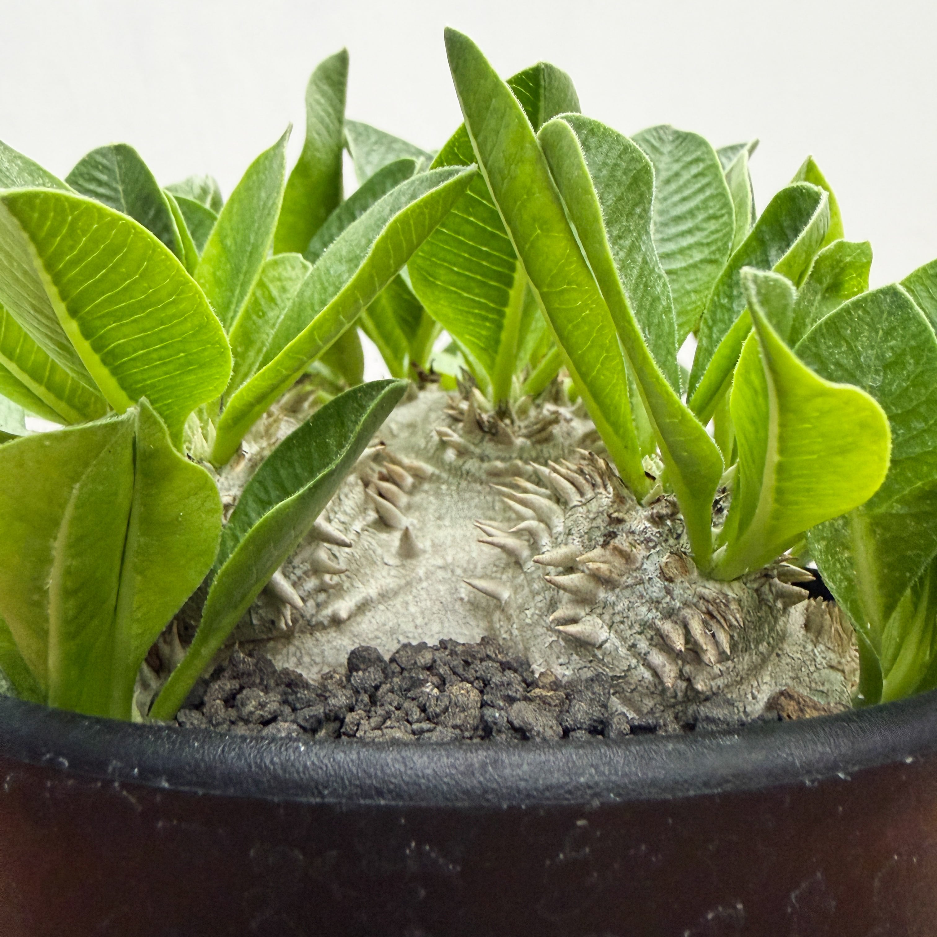 Pachypodium brevicaule【パキポディウム・ブレビカウレ】 | RIMO'S