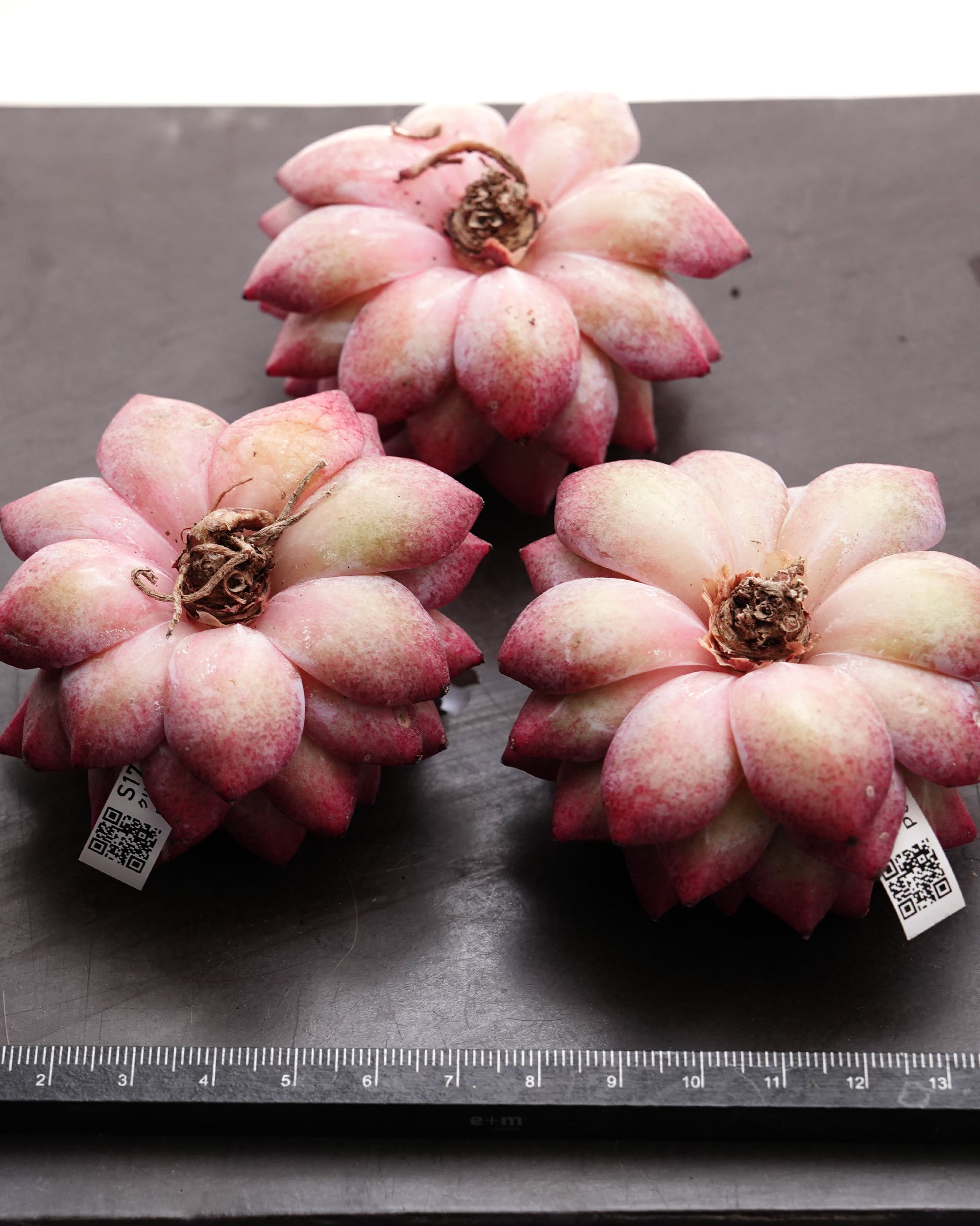 カット苗 クリスタルペンダント 【日本初上陸？！】 Echeveria