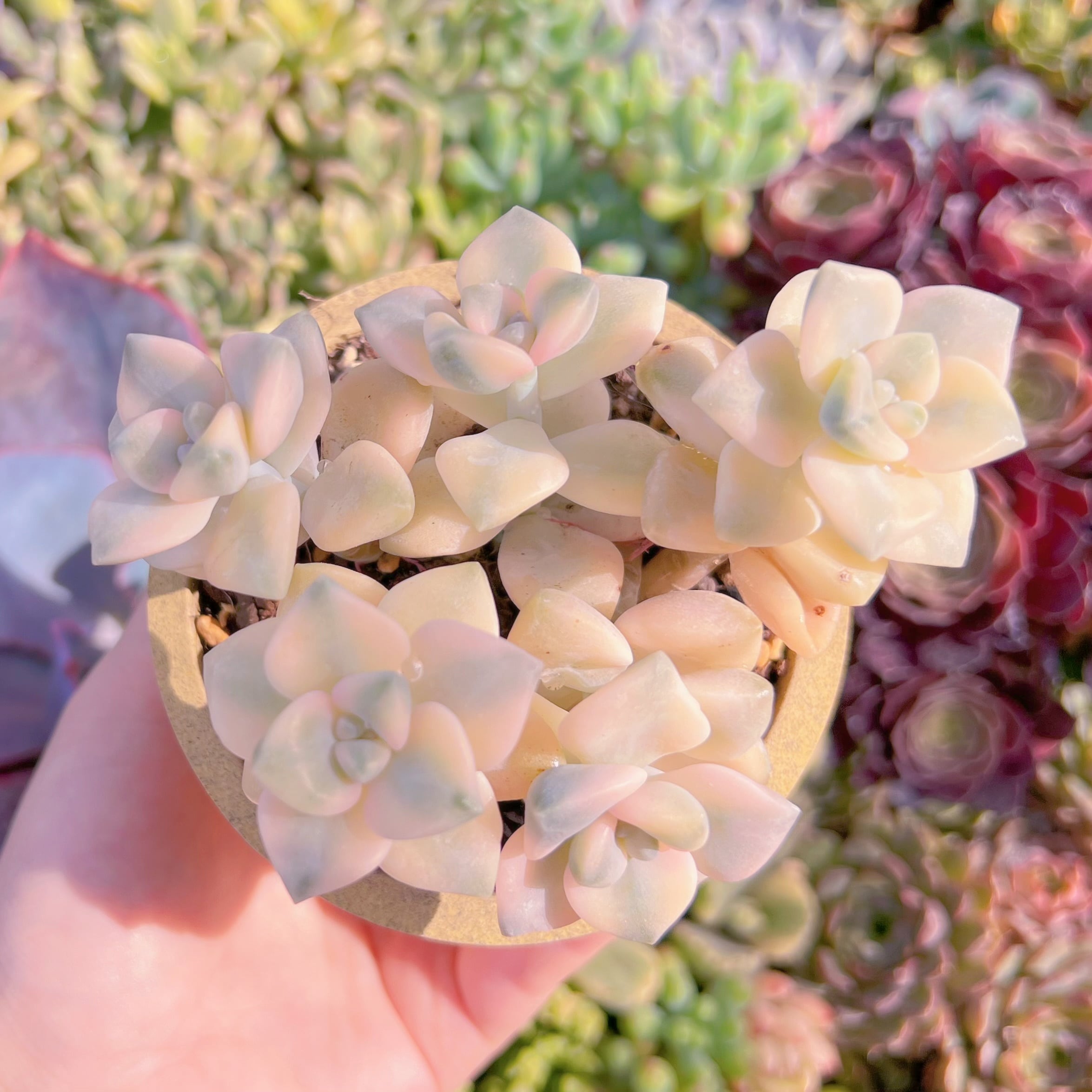 現品　杏子美人錦(5苗)#K529　るる農園