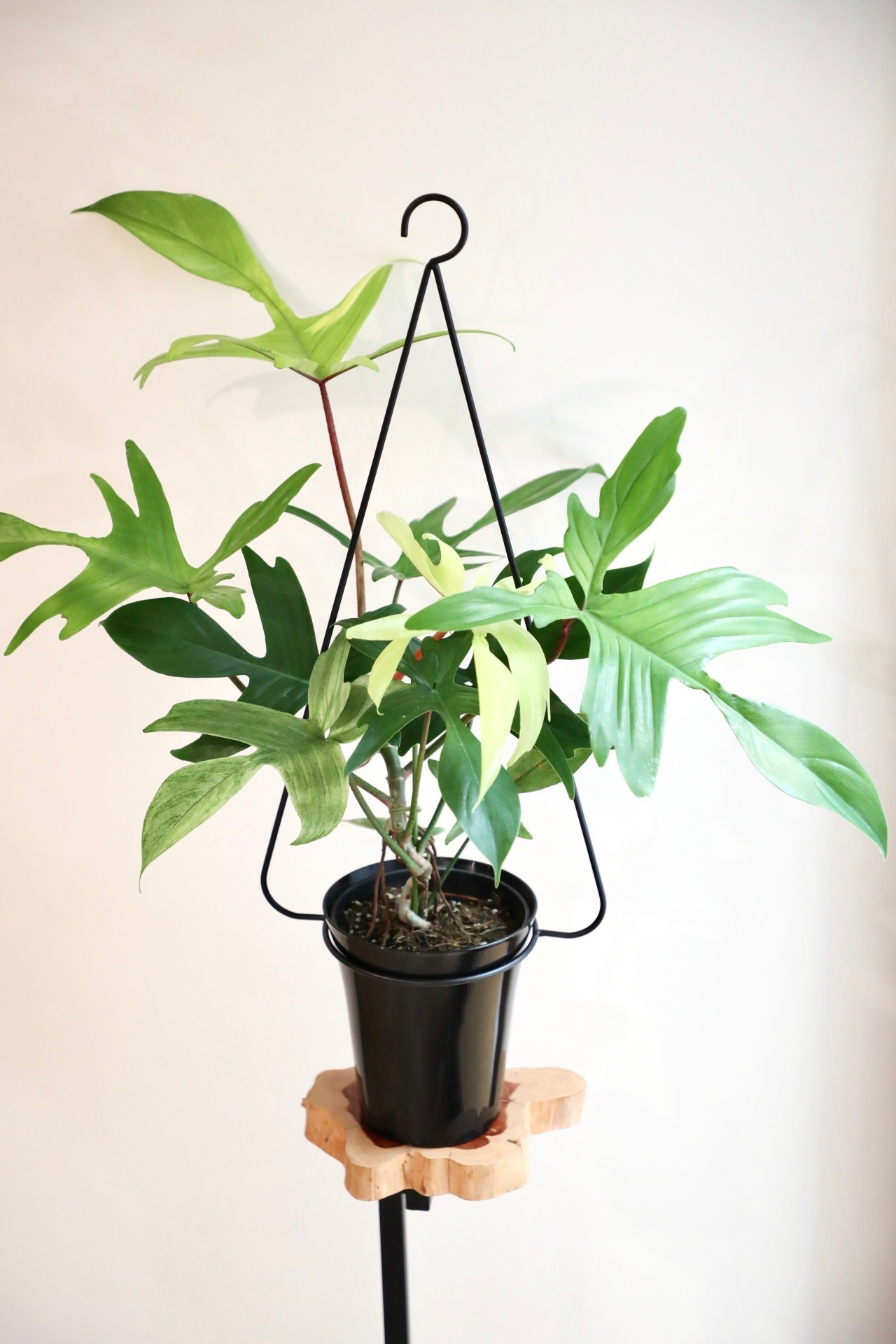 【M】フィロデンドロン フロリダゴーストミント/Philodendron ※ハンギングリング付き