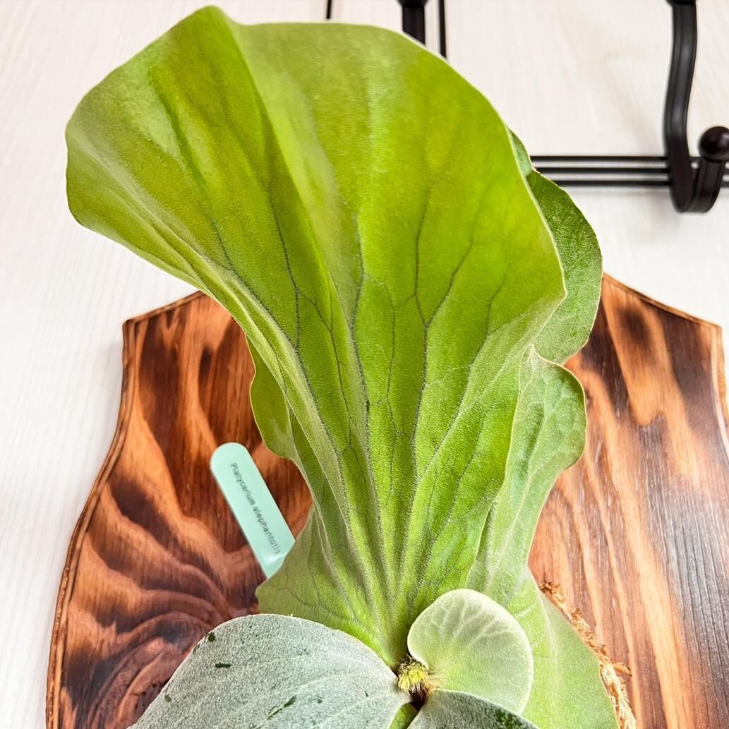 ビカクシダ エレファントティス 中株 板付 【観葉植物 壁掛け コウモリ