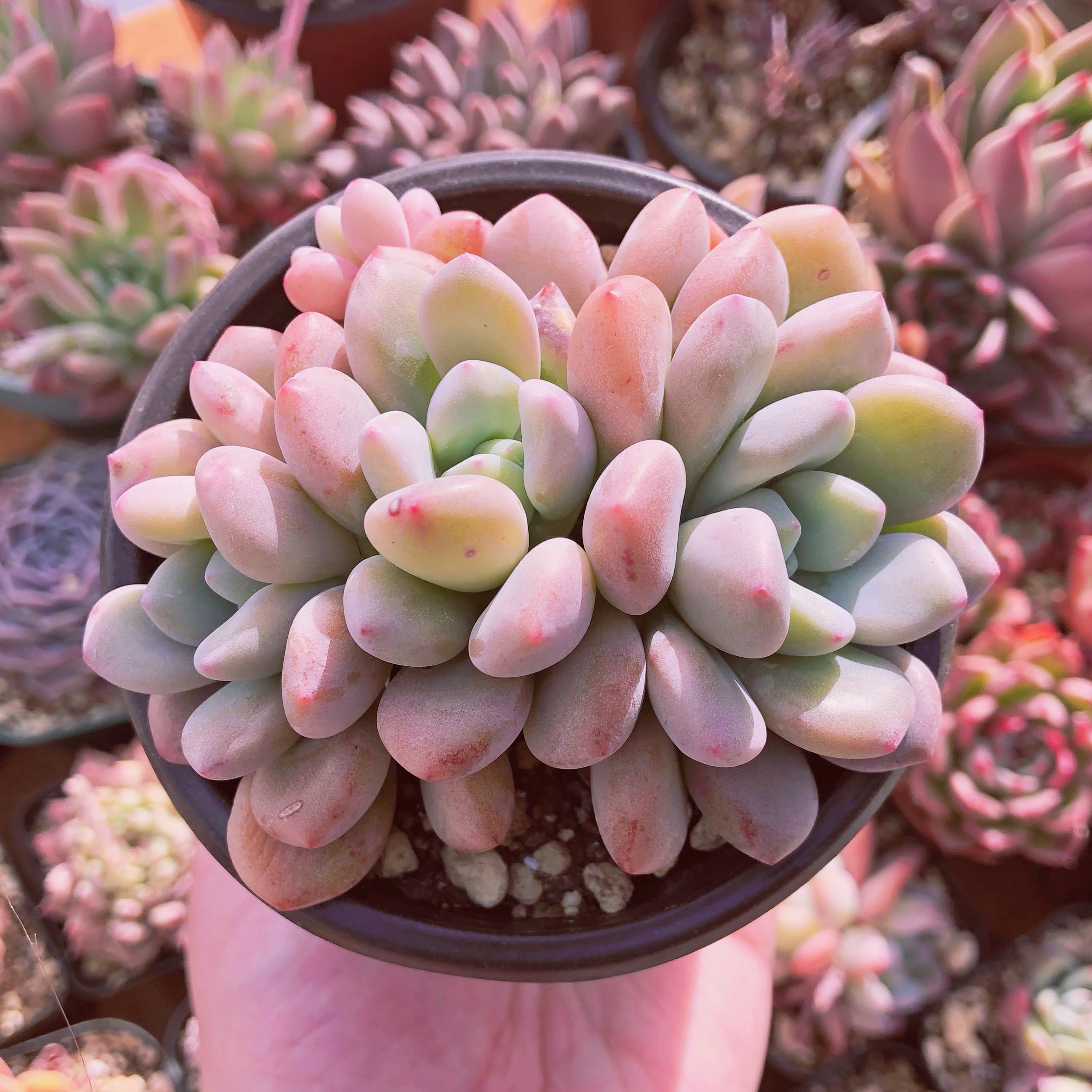 多肉植物 Daphne 群生 抜き苗 | るる農園~多肉植物専門