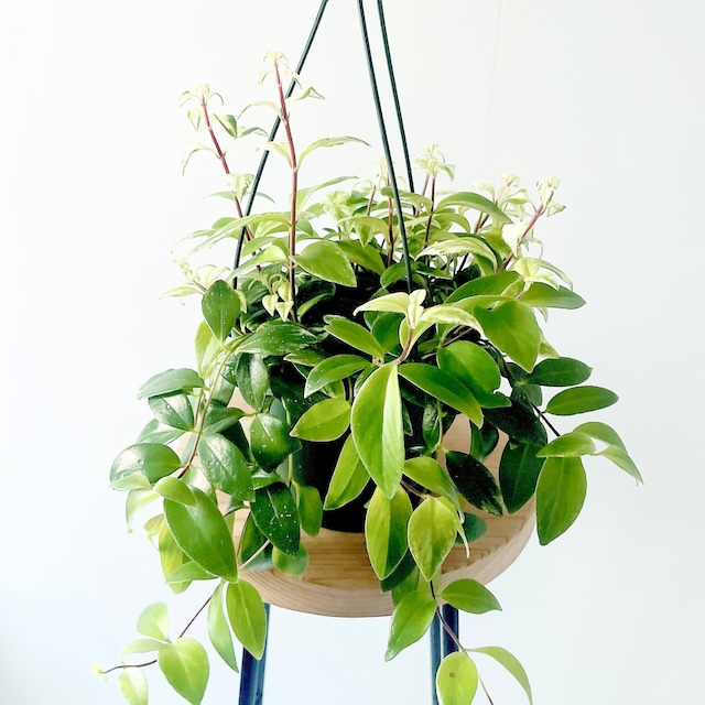 華やかなエスキナンサス ラディカンス 斑入り ハンギング 観葉植物 calm cafe