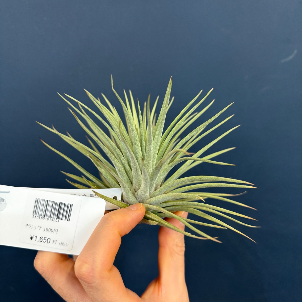 チランジア エスピノーサ【237】