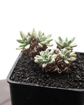 抜き苗 ダドレア グノマ Dudleya gnoma