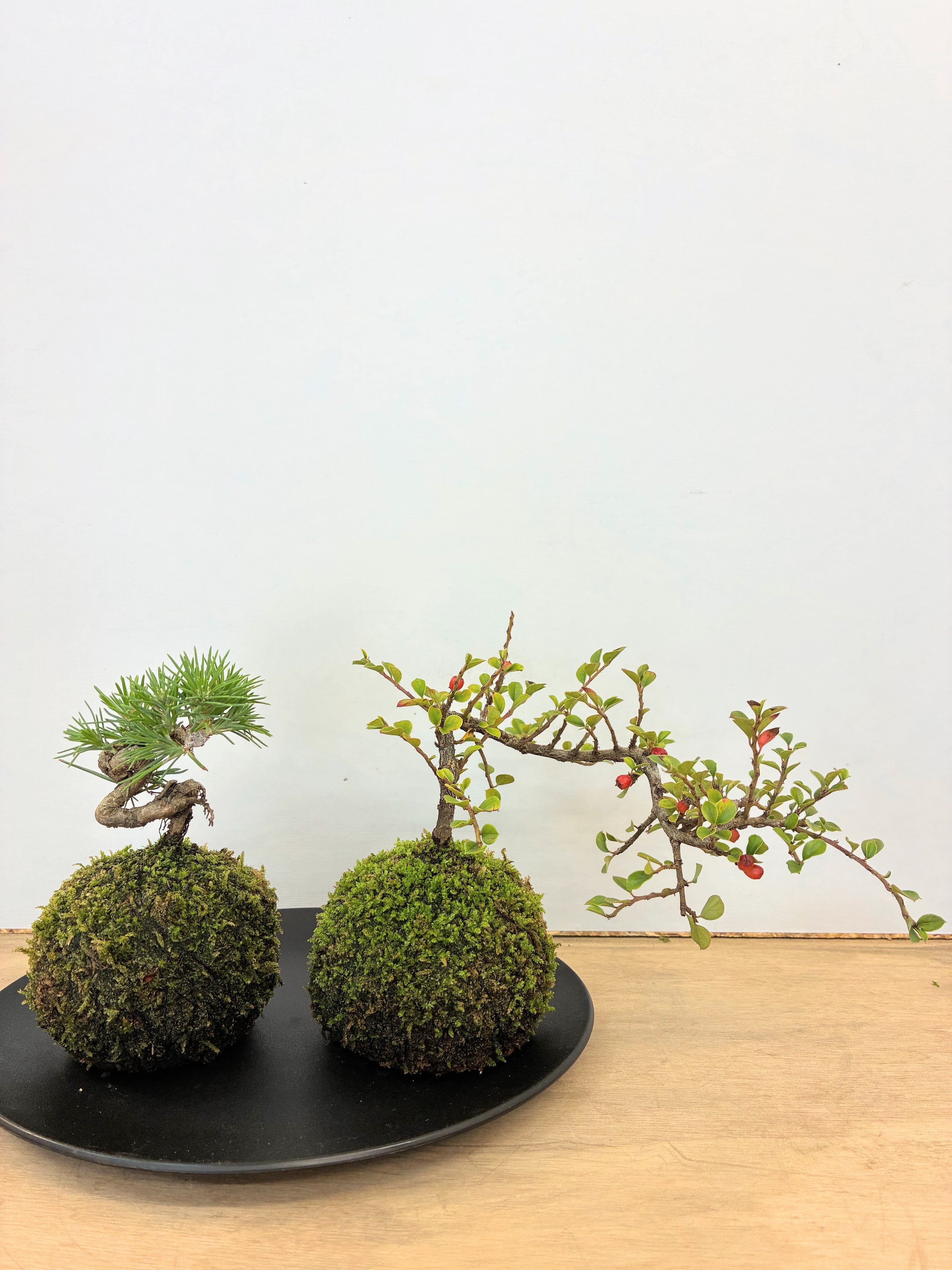NORA spin off ノラスピンオフ ～阿賀の苔玉～ 旅する苔玉屋 苔玉・苔