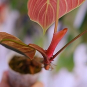 フィロデンドロン エルチョコレッド|Philodendron "El Choco Red"|観葉植物