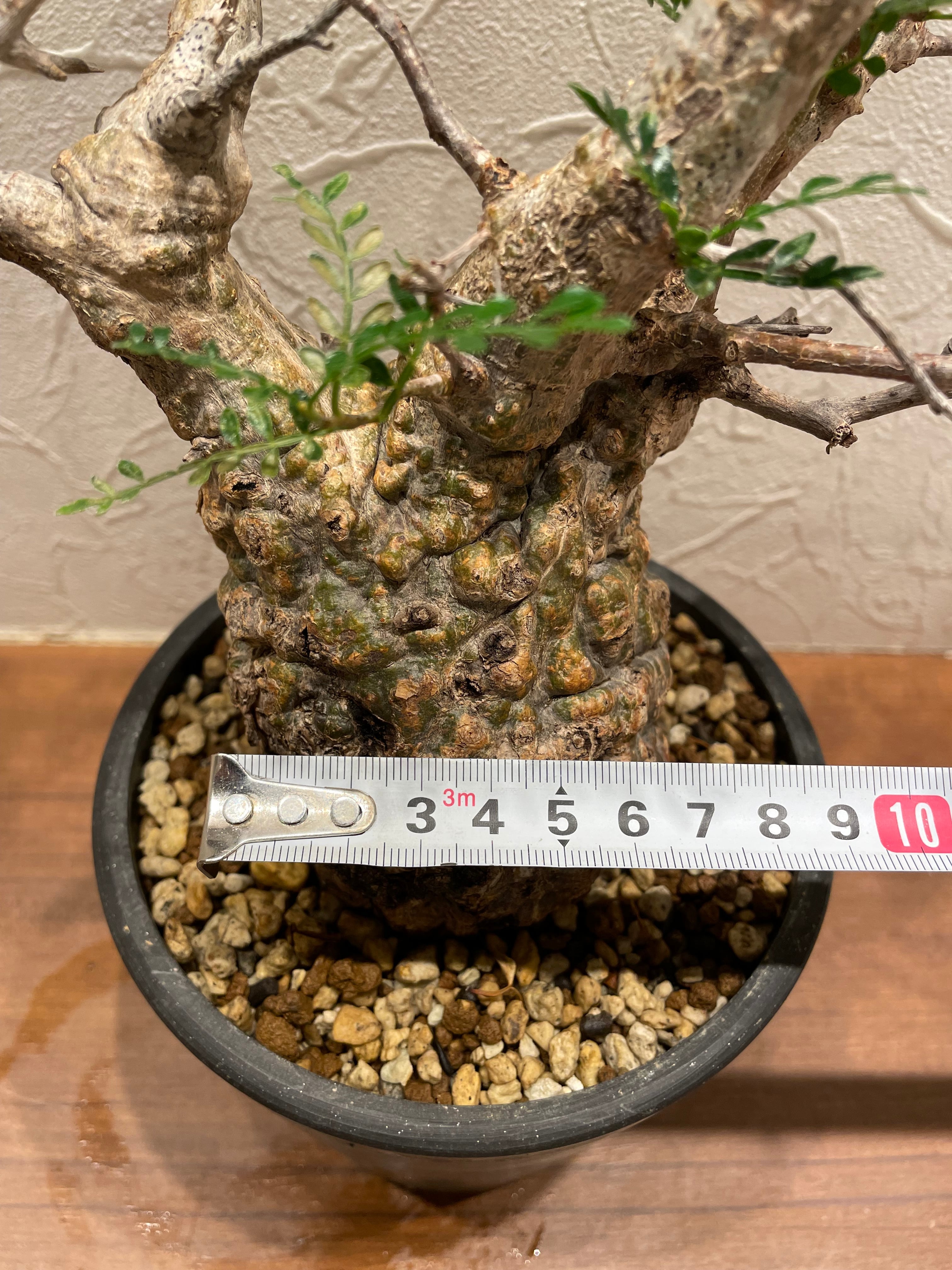 パキプス 発根済み