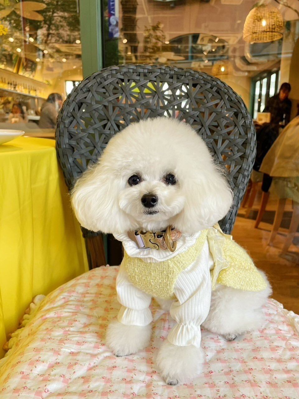 即納販売 Twinkly tweed ops ツイードワンピース ＋ブローチ3個