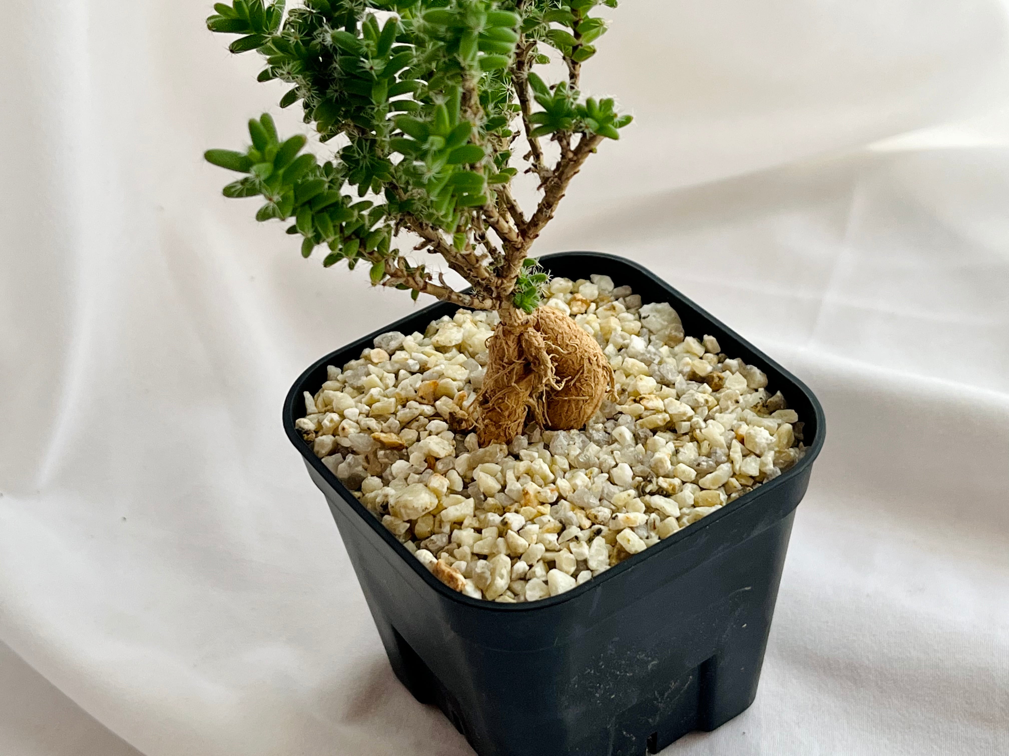 多肉植物 トリコディアデマ デンサム 紫晃星 7cmポット苗 トリコディア