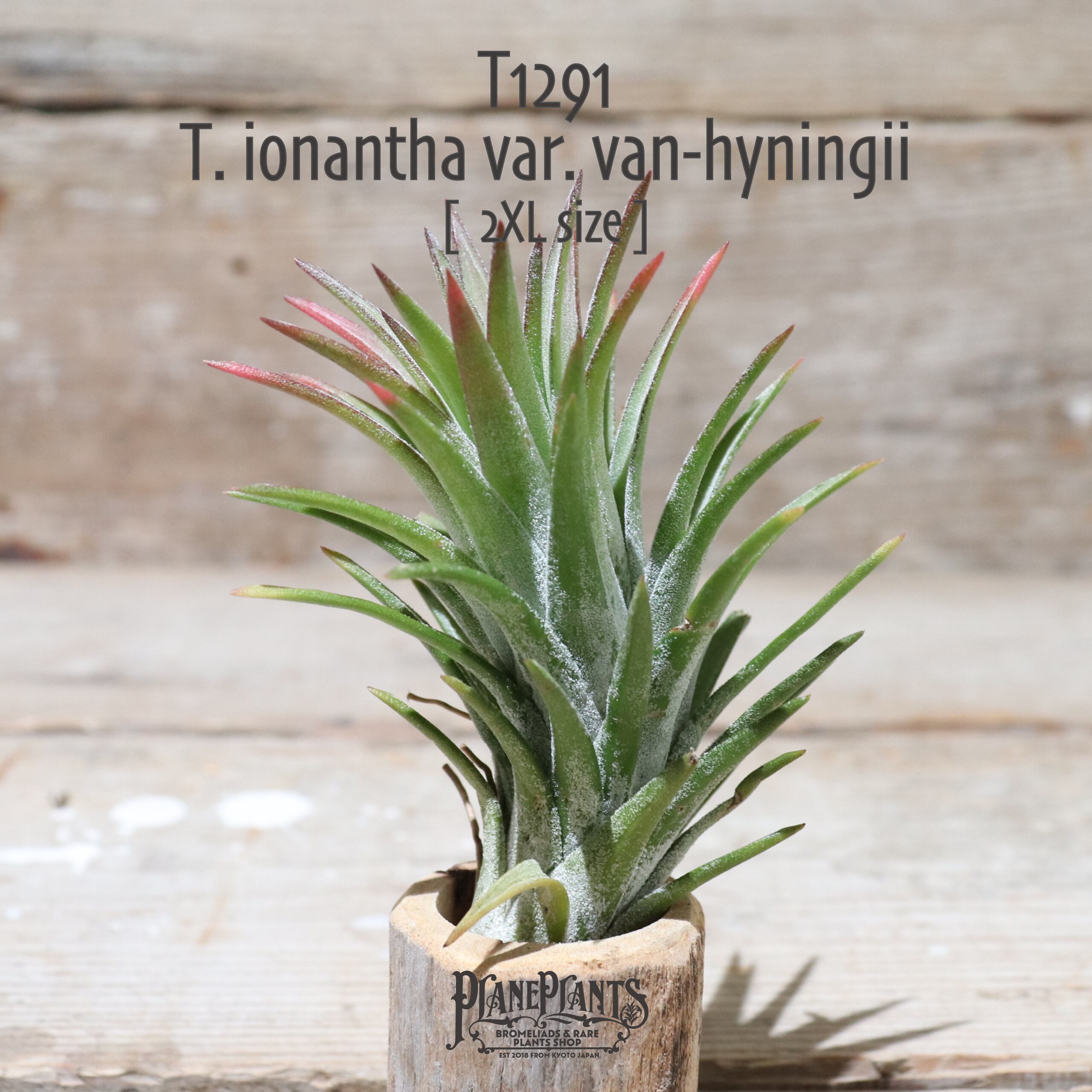 【送料無料】vanhyningii〔エアプランツ〕現品発送T1291