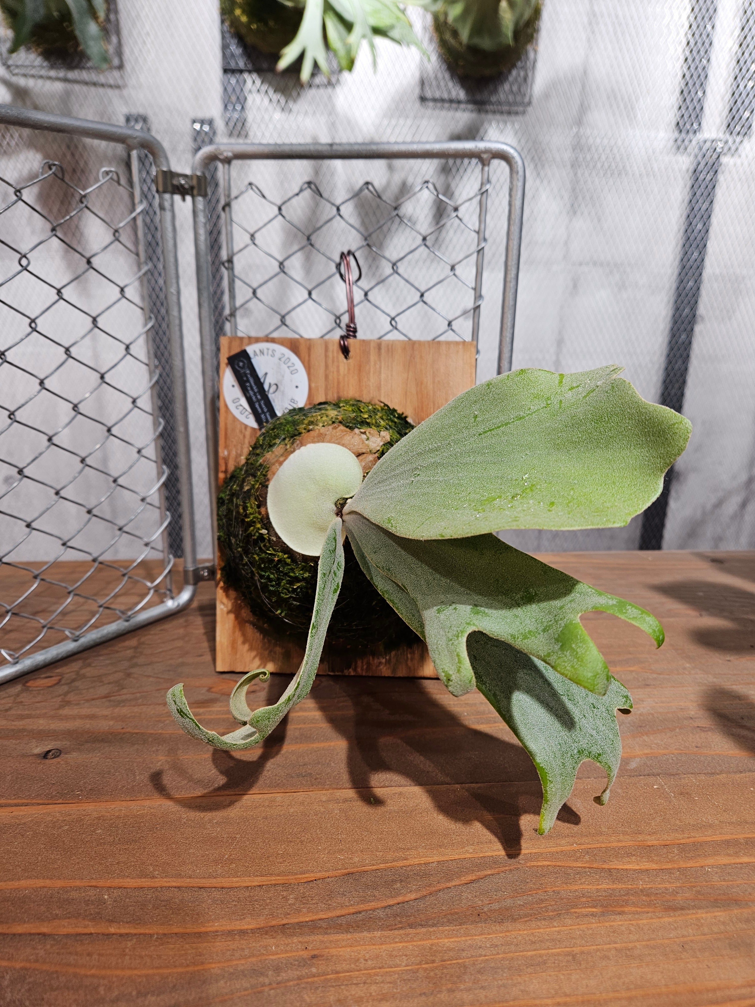 100,001～ | artPLANTs （アートプランツ）