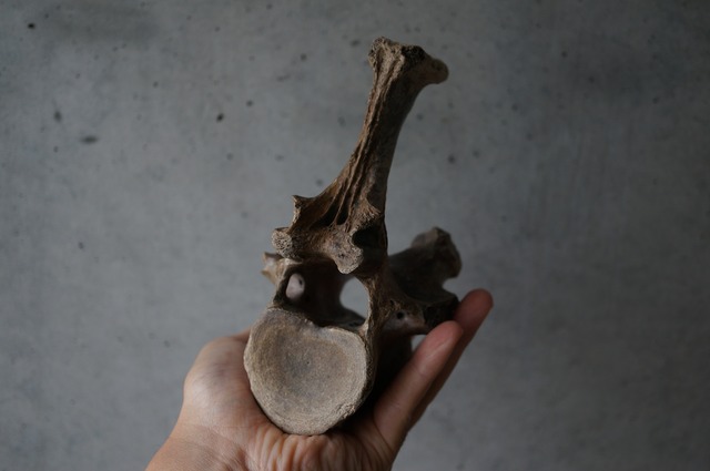 黒龍江省産古代大型哺乳類脊椎骨  Vertebra 2394