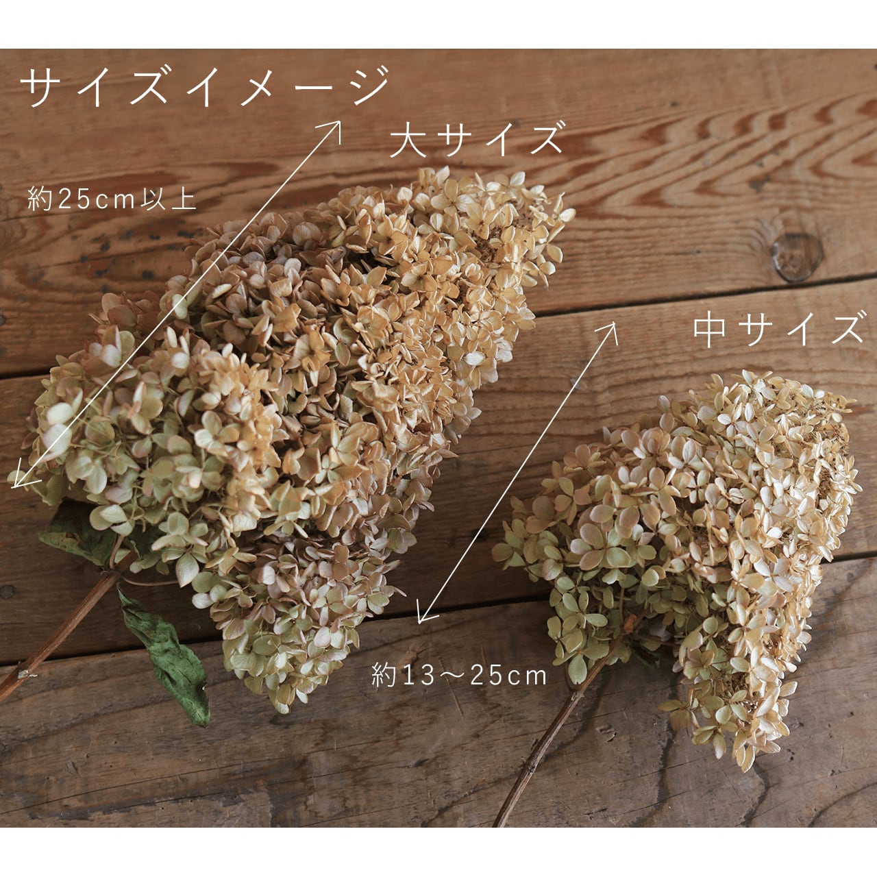 アジサイ ミナヅキ枝付き 中サイズ / あじさい アジサイ アジサイ ミナヅキ枝付き 中サイズ / あじさい アジサイ