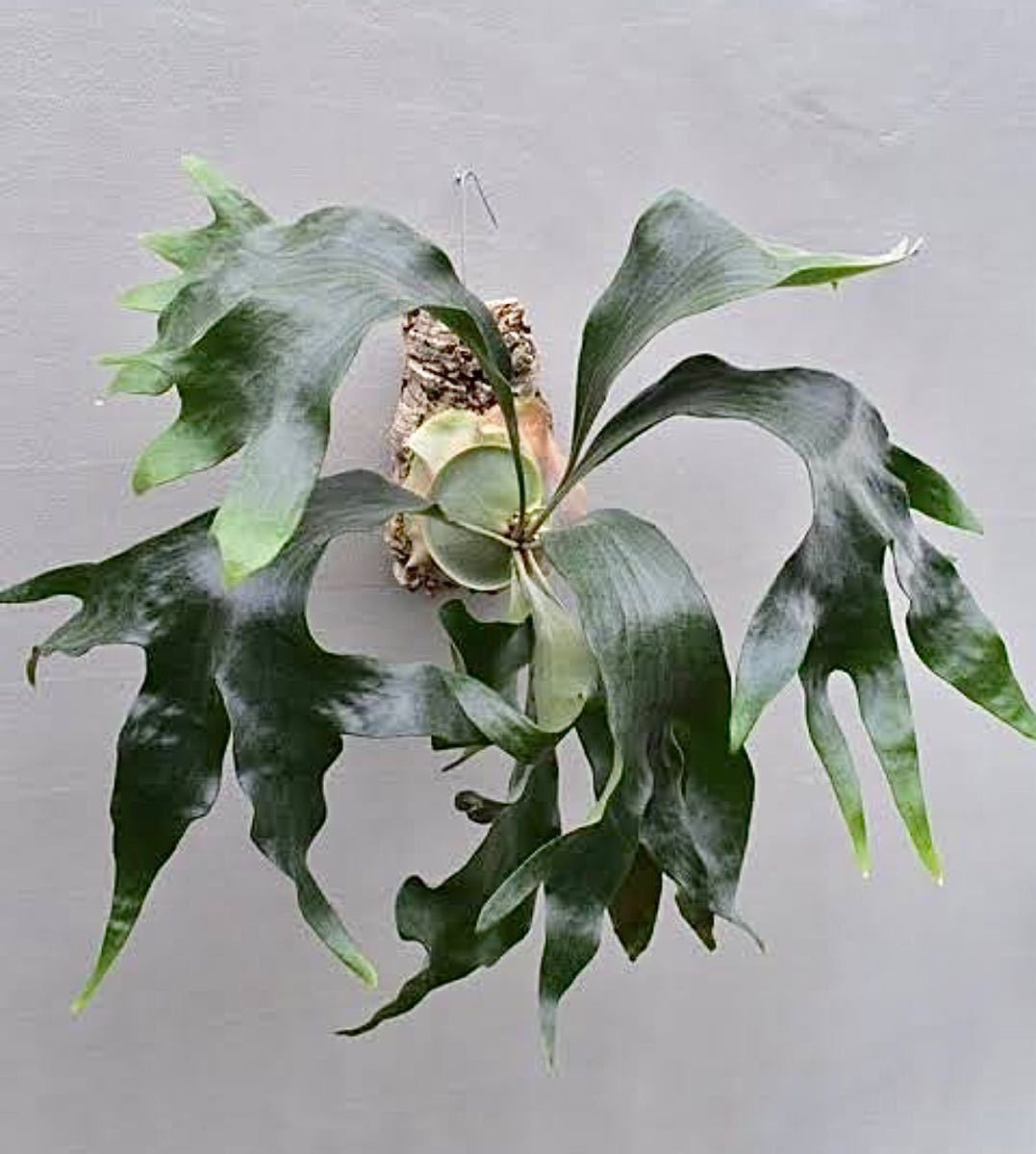 PlantsMake Pachygrack var. Squid○△×3種セット PlantsMake Pachygrack var. Squid○△×3種セット