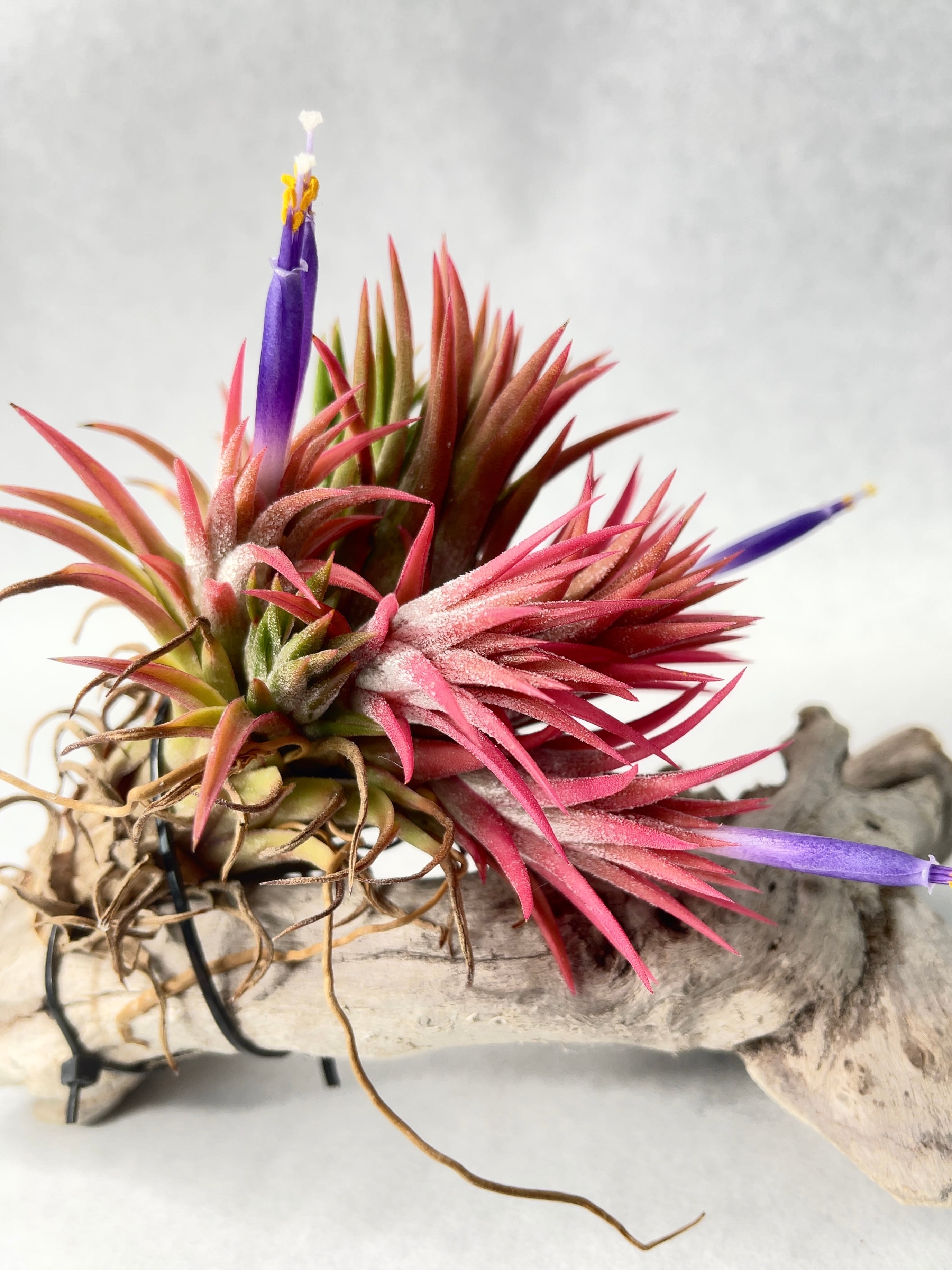 ティランジア・イオナンタ・アプレタードBRT | trigger