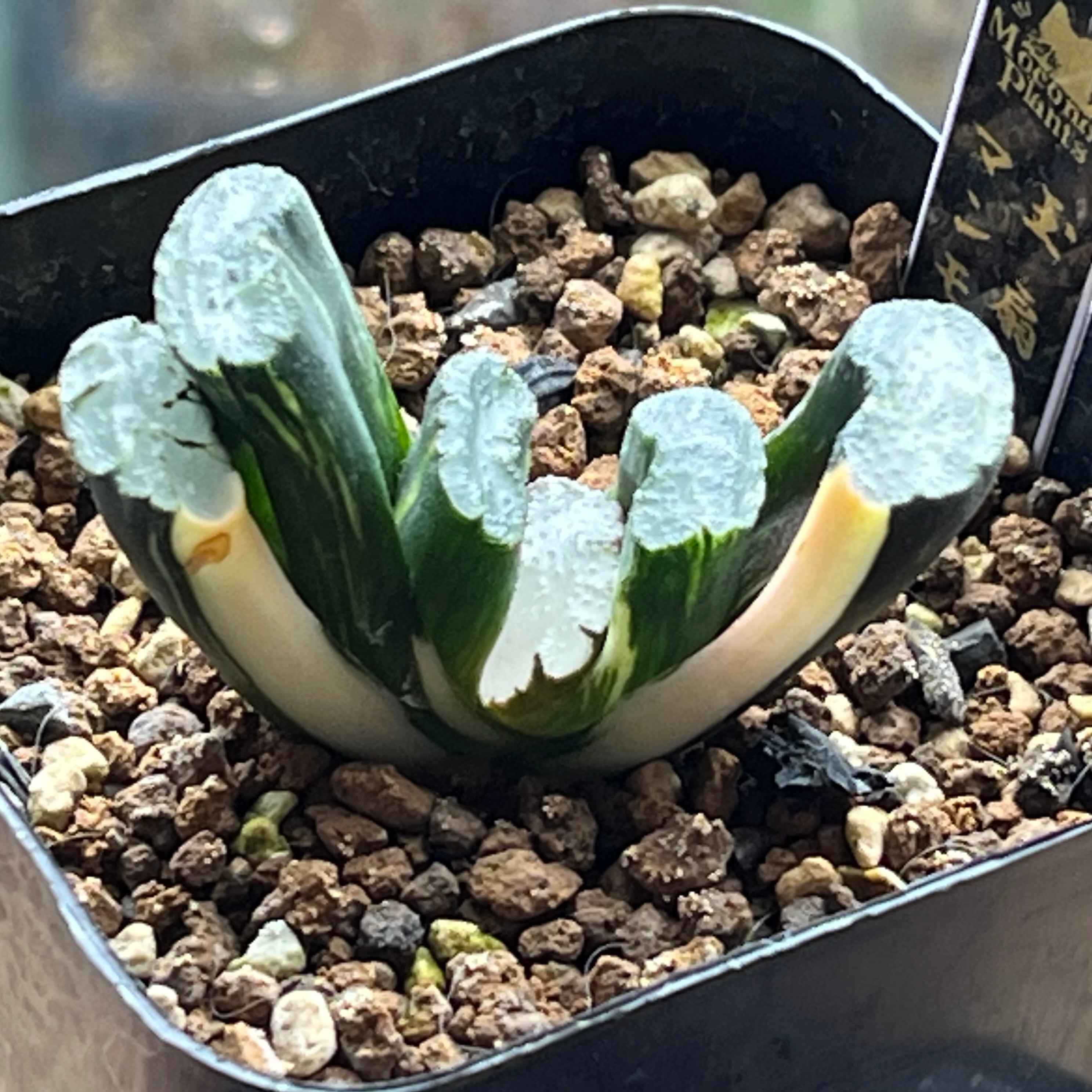 錦 | mocono_plants