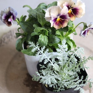 シルバーレース　カラーリーフ　寄せ植えに最適