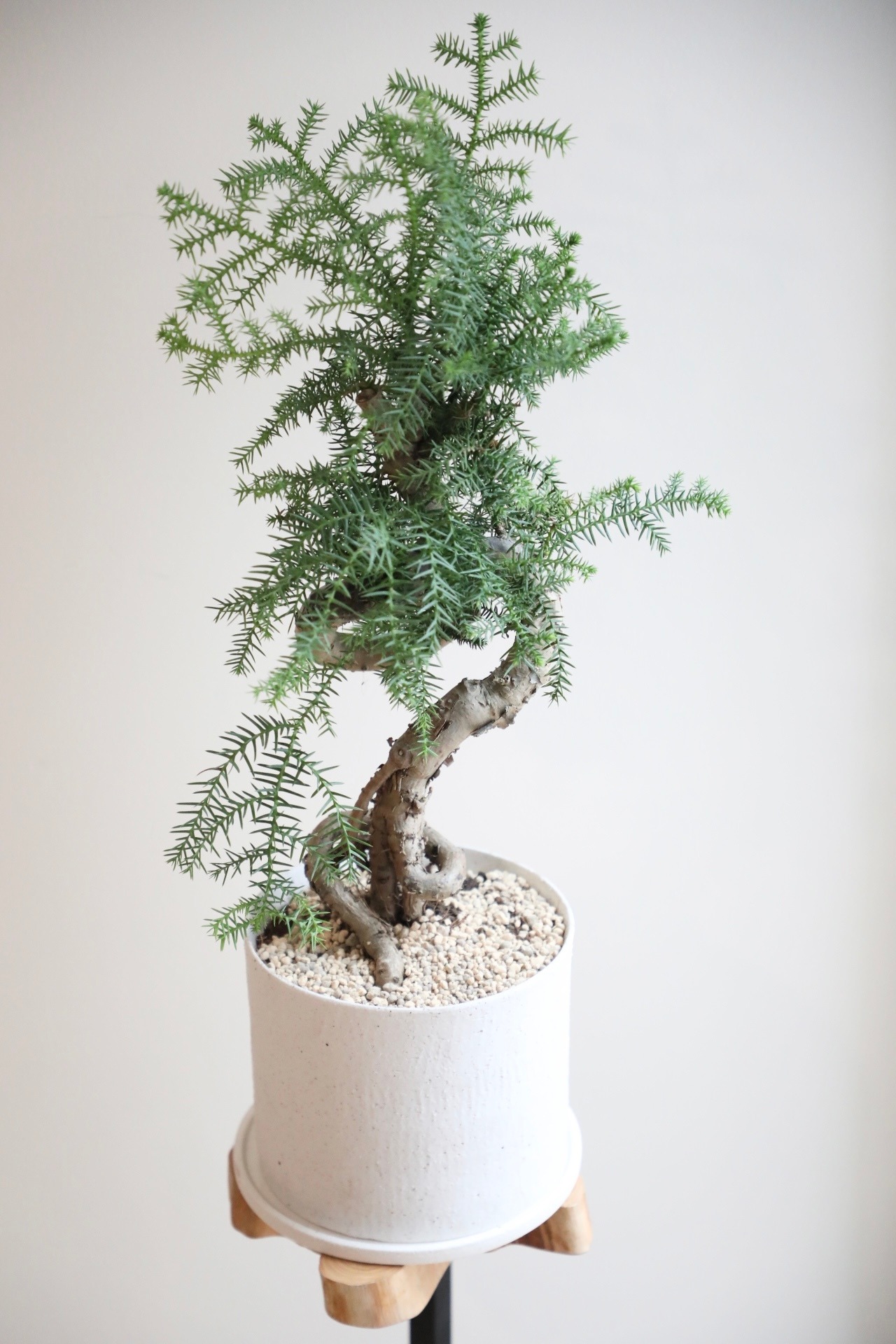 【L】アローカリア/Araucaria heterophylla　※陶器鉢付き