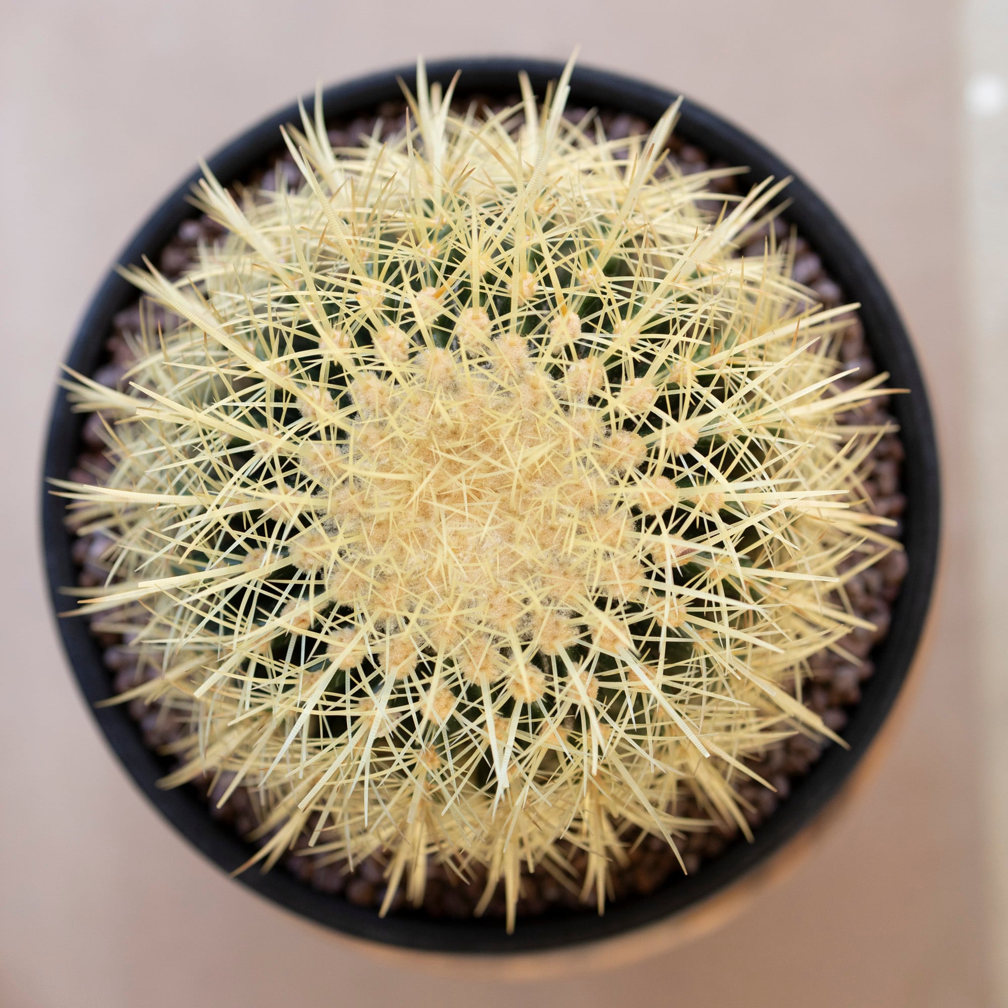 金鯱 キンシャチ 12号 8月19日発送 金鯱 キンシャチ 12号 8月19日発送