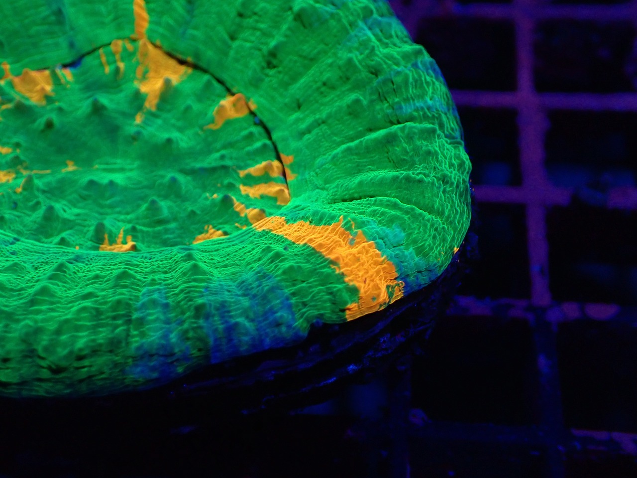 Scolymia Unique WhiteWalkerBleedingApple