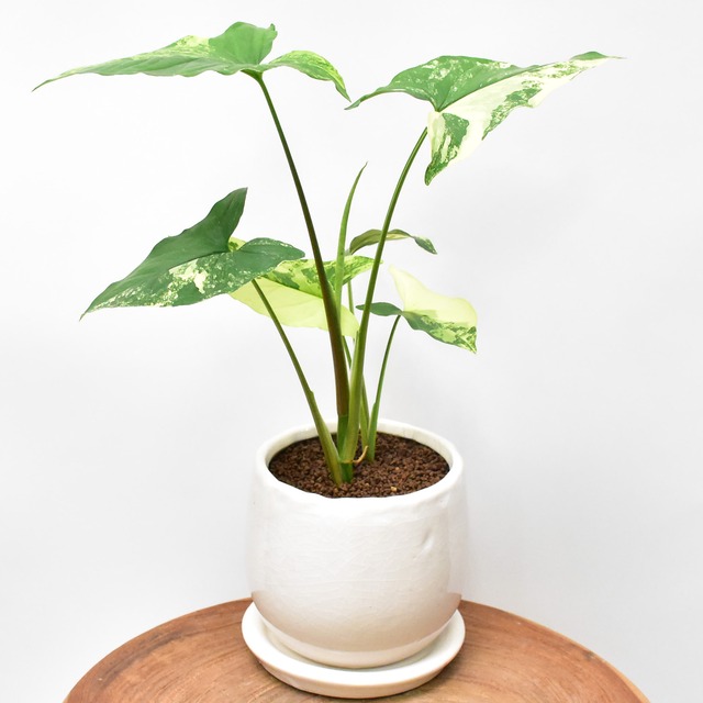 シンゴニウム・ポドフィルム カルフォルニアゴールド 植木鉢込み