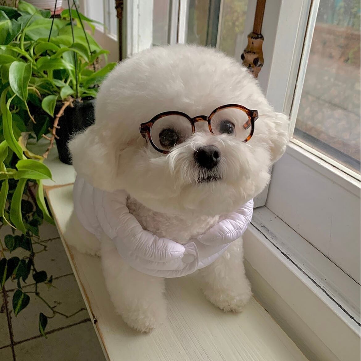 【seenii】basic glasses glasses (10 colors)