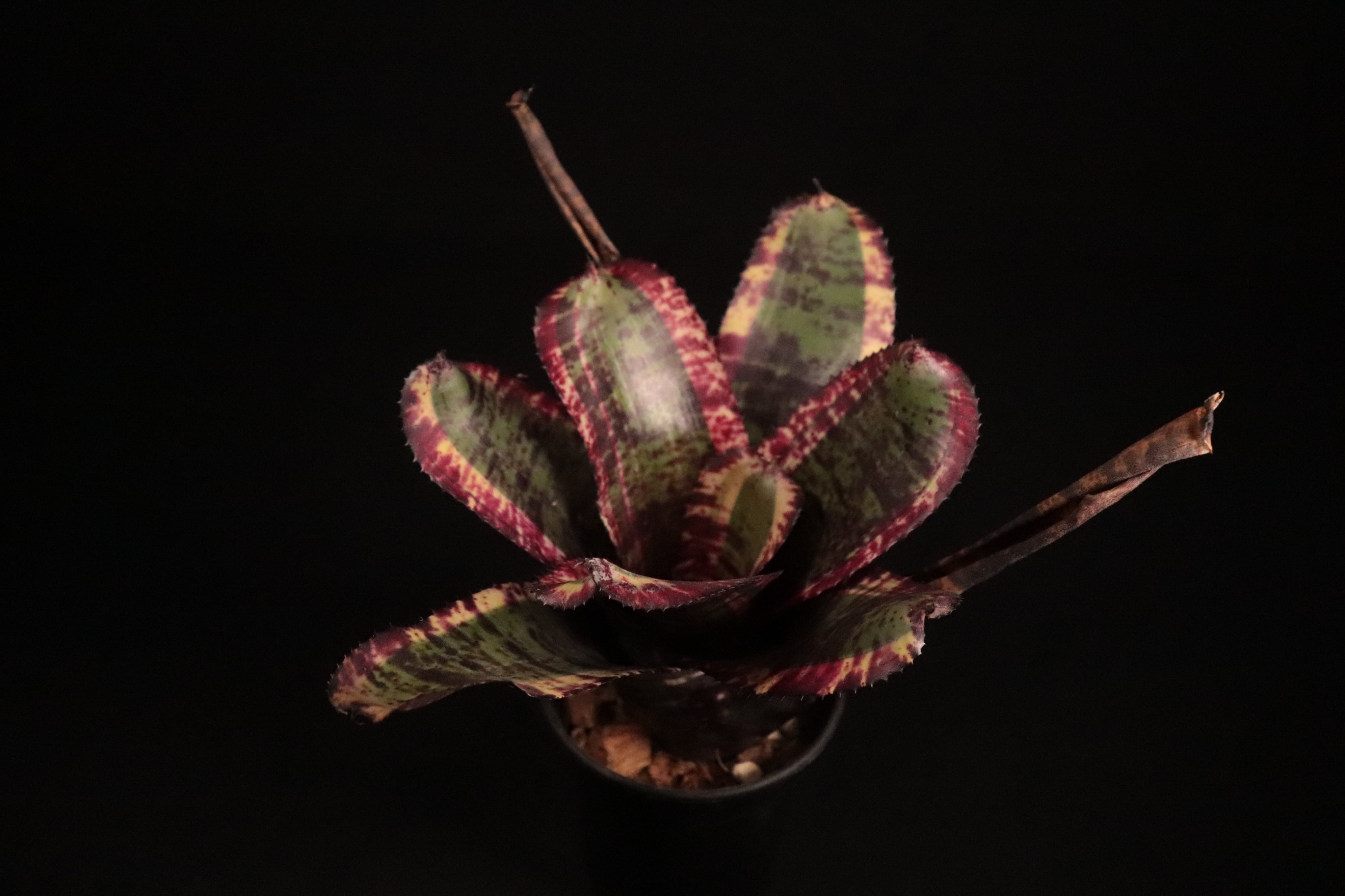 送料無料】Neoregelia 'Black Opal'〔ネオレゲリア〕現品発送 送料無料】Neoregelia 'Black Opal'〔ネオレゲリア〕現品発送
